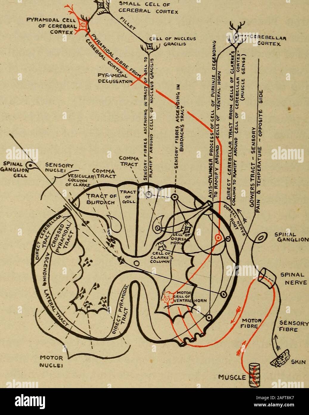 . La diagnosi medica per lo studente e professionista. Motorimpulses. Sensoryimpulses. Parentheticneurons. Centrifugalvs. Centri-petalo di impulsi. La corteccia. Corona radiata, cappuccio interno-sule, pons andmedulla in conduzione motoria e sensoriale aree.-Motor impulsesoriginating nelle cellule piramidali della corteccia passano attraverso i loro assoni a aterminal arborization nel corno anteriore del midollo spinale o a un nucleo cranialnerve dove essi sono ricevuti tramite i dendriti dei relativi neuronsand attraverso i loro assoni convogliato verso la periferia. Il impulserequires sensoriale in aggiunta a queste centrali e Foto Stock
