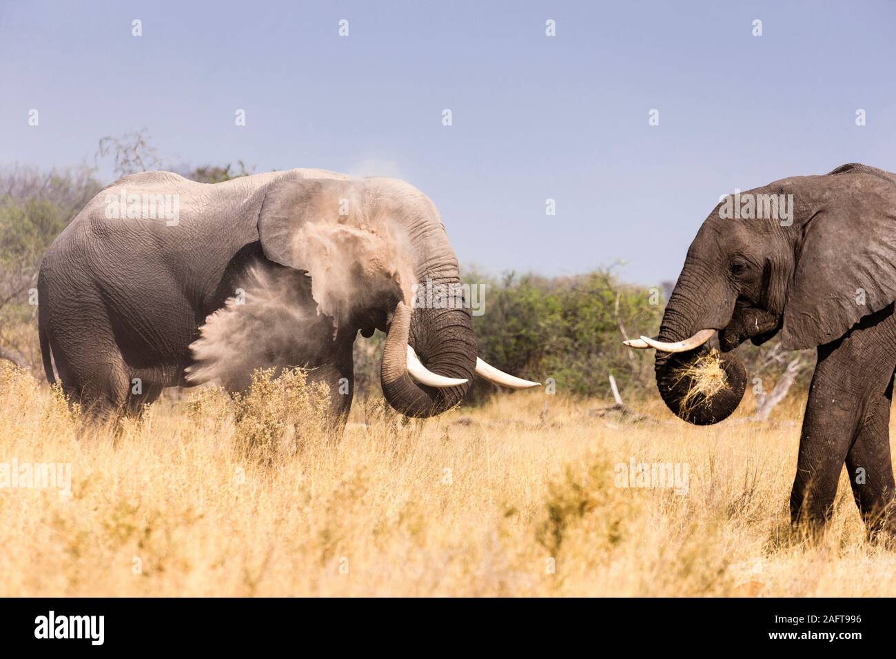 Elefanti mangiare e prendere polvere bagno, Moremi Game Reserve, Okavango delta, Botswana, Sud Africa, Africa Foto Stock