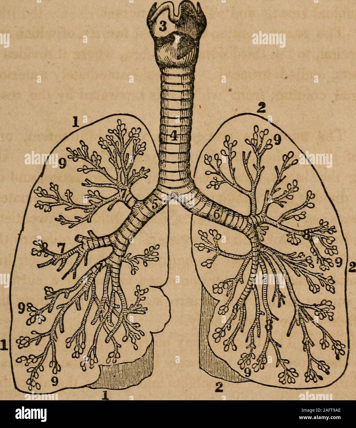 . Un trattato di anatomia, fisiologia e igiene : progettato per college, accademie e famiglie. ed al tronco di albero ofa ; la bronchia, a due grandi rami ; il subdivisionsof la bronchia, all'branchlets e ramoscelli; l'aria-celle, finoal gemme visto su rametti in primavera. 470. L'aria-vescicole e smad tubi bronchiali comporre 467. Di che cosa sono i polmoni composto.^ come trattenuto in pla.^e?468. Dove è la trachea si trova ? 469. Descrivere la bronchia, Whatis l'aggregato misura della membrana di rivestimento dell'aria-cellule ? Per whatmay la trachea e i suoi rami essere confrontati ? 470. Che cosa è Foto Stock