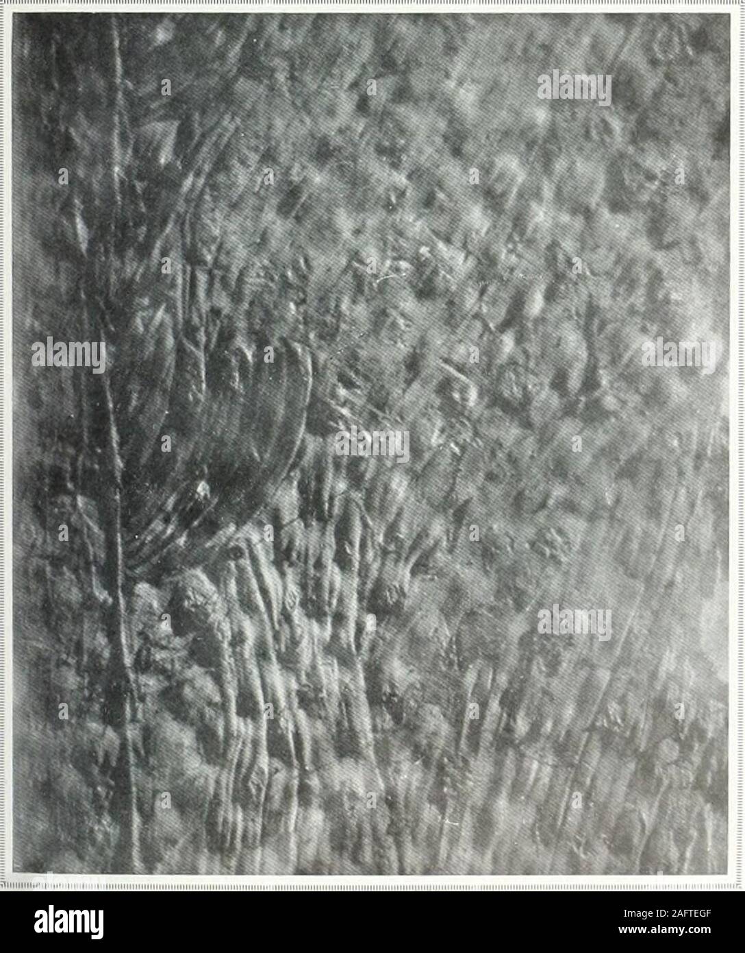 . Studio internazionale. Piastra n. 2 una vigilia dipinta da Raffaello allargamento POUR-piega secoli senza che nessuno possa sospettare la loro pres-ence. Thespeciesol vegetazione inferiore ary in theirnature e modo di crescita. Alcuni vegetate trovanella le crepe e le fessure di un dipinto;altri crescere al di fuori del decadimento e deadmatter di alghe essiccato un fungo dell'ultima classe è il Chaetom ium che, quando viene trovato su una fotografia, isproof della sua grande età. Lo scienziato randetermine l'età delle alghe e funghi,e da essi trarre le sue conclusioni come finoal antichità dell'immagine. È obviousthat un pa Foto Stock