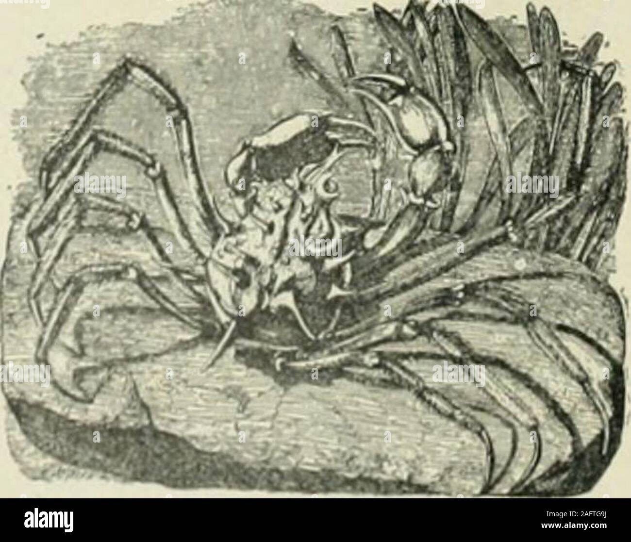 . Diccionario enciclopedico hispano-americano de literatura, siencias y Artes. Profusamente Edicion ilustrada con miglia de Pequeños grabados intercalados en el texto y tirados aparte, que reproducen las las diferentes especies de los reinos animale, vegetal y minerale; los intrumentos y aparatos aplicados recientemente á las Ciencias, agricultura, artes é industrias; planos de de ciudades; mapas geográficos; monedas y medallas de todos los tiempos, ecc, ecc, ecc. n-tes. Sedersi al N. E. de Leeuwarden, cerca del Mardel Norte, á orillas del Dockumer-Diep, afluen-te del Lauwcr-Tee. Astilleros. Esportare Foto Stock