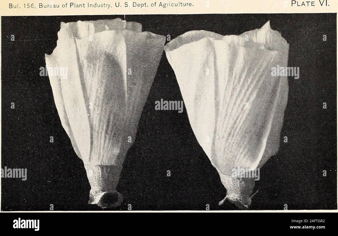 . Uno studio della diversità in cotone egiziano. E Bolls Involucral brattee Egyptian-Upland cotone ibrido withStrong somiglianza al genitore di montagna. (Dimensione naturale.) Bui. 156, Ufficio di presidenza di impiantistica industriale, U. S. Dipartimento di Agricoltura. Fig. 1 fiori di cotone egiziano e fiore di Egyptian-Upland ibrido. (Dimensione naturale). Foto Stock