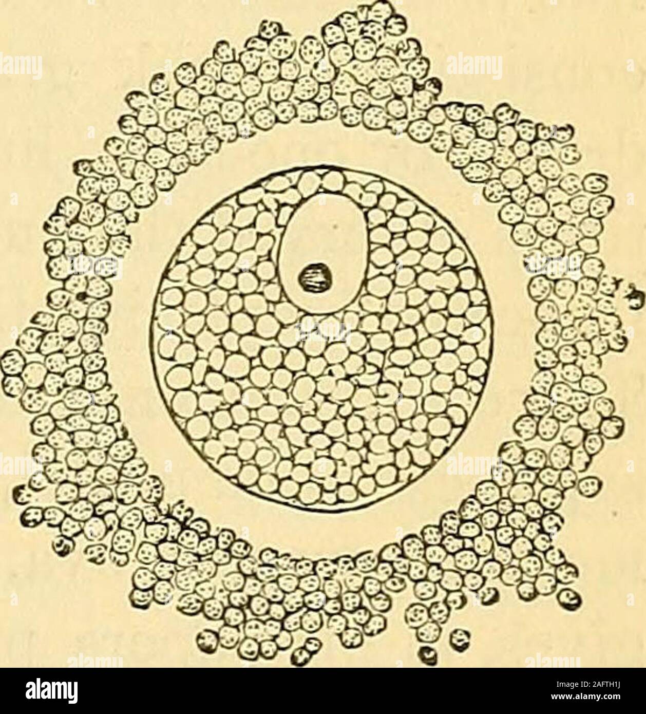 . Ostetricia: la scienza e la tecnica. , O oltre il white zona pellucida orzona, che vengono ad essere visto il smallergranules del cumulus o acervulus, in modoche la forma globulare ovum sopra representedis delimitata dal trasparente o una zona di colore bianco. Al di fuori di questi granuli sono resti di granulare di mem brane-che le linee interne di membrana concentrica del Graafianfollicle. 232. Forse il physiologists andare troppo lontano in chiamandola granularmembrane. Esso è composto di innumerevoli grani che accontentarsi se stessi,toccarsi, sulla parete interna della vescicola, come sedimentin una fiala o di fecce in una botte o Foto Stock