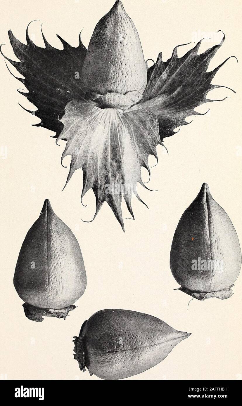 . Uno studio della diversità in cotone egiziano. E BOLLS INVOLUCRAL BRATTEE DI MlT AFIFI il cotone egiziano coltivato in Arizona. (Dimensione naturale.) Bui. 1 56, Bureau dell'impiantistica industriale, U. S. Dipartimento di Agricoltura. Piastra V.. E Bolls Involucral brattee Egyptian-Upland cotone ibrido withStrong somiglianza al genitore di montagna. (Dimensione naturale.) Bui. 156, Ufficio di presidenza di impiantistica industriale, U. S. Dipartimento di Agricoltura Foto Stock