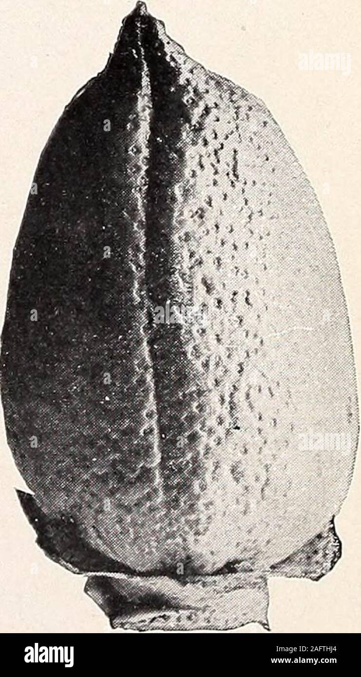 . Uno studio della diversità in cotone egiziano. E BOLLS INVOLUCRAL BRATTEE DI MlT AFIFI il cotone egiziano coltivato in Arizona. (Dimensione naturale.) Bui. 1 56, Bureau dell'impiantistica industriale, U. S. Dipartimento di Agricoltura. Piastra V. Foto Stock