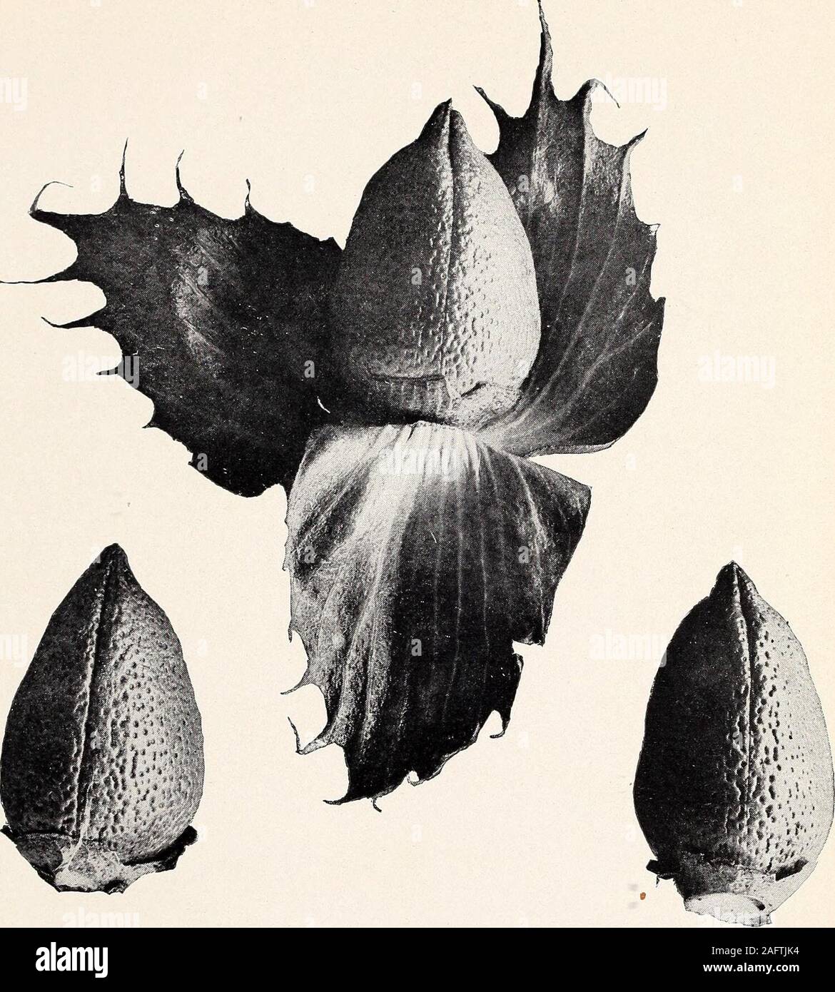 . Uno studio della diversità in cotone egiziano. Fig. 2-Egyptian-Upland ibrido. Un moderatamente ampia e fertile pianta. Bui. 156, Ufficio di presidenza di impiantistica industriale, U. S. Dipartimento di piastra informazioni agrico IV.. Foto Stock