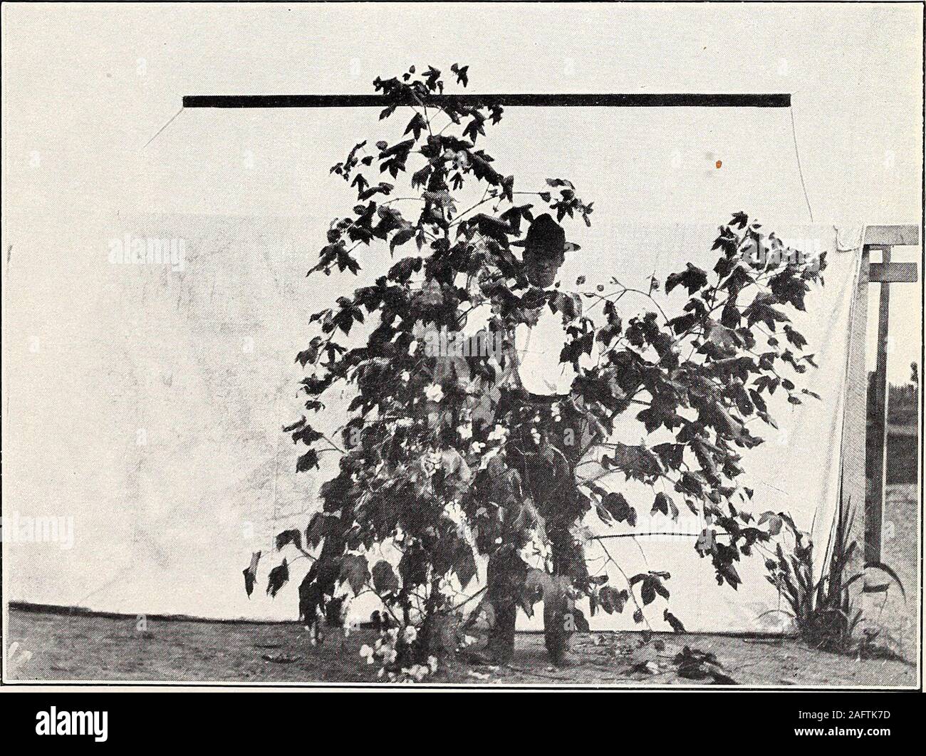 . Uno studio della diversità in cotone egiziano. Fig. 1-Egyptian-Upland ibrido. Un piccolo impianto di altopiano tipo.. Fig. 2-Egyptian-Upland ibrido. Un moderatamente ampia e fertile pianta. Bui. 156, Ufficio di presidenza di impiantistica industriale, U. S. Dipartimento di piastra informazioni agrico IV. Foto Stock