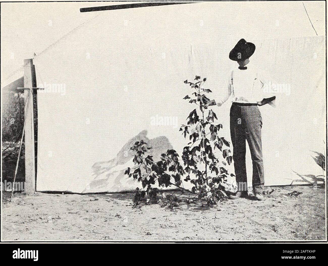. Uno studio della diversità in cotone egiziano. Fig. 2.-molto produttiva in cotone egiziano, vegetali con abbondante fruttificazione rami. Bui. 156, Ufficio di presidenza di impiantistica industriale, U. S. Dipartimento di Agricoltura. Piastra. Fig. 1-Egyptian-Upland ibrido. Un piccolo impianto del tipo montane. Foto Stock
