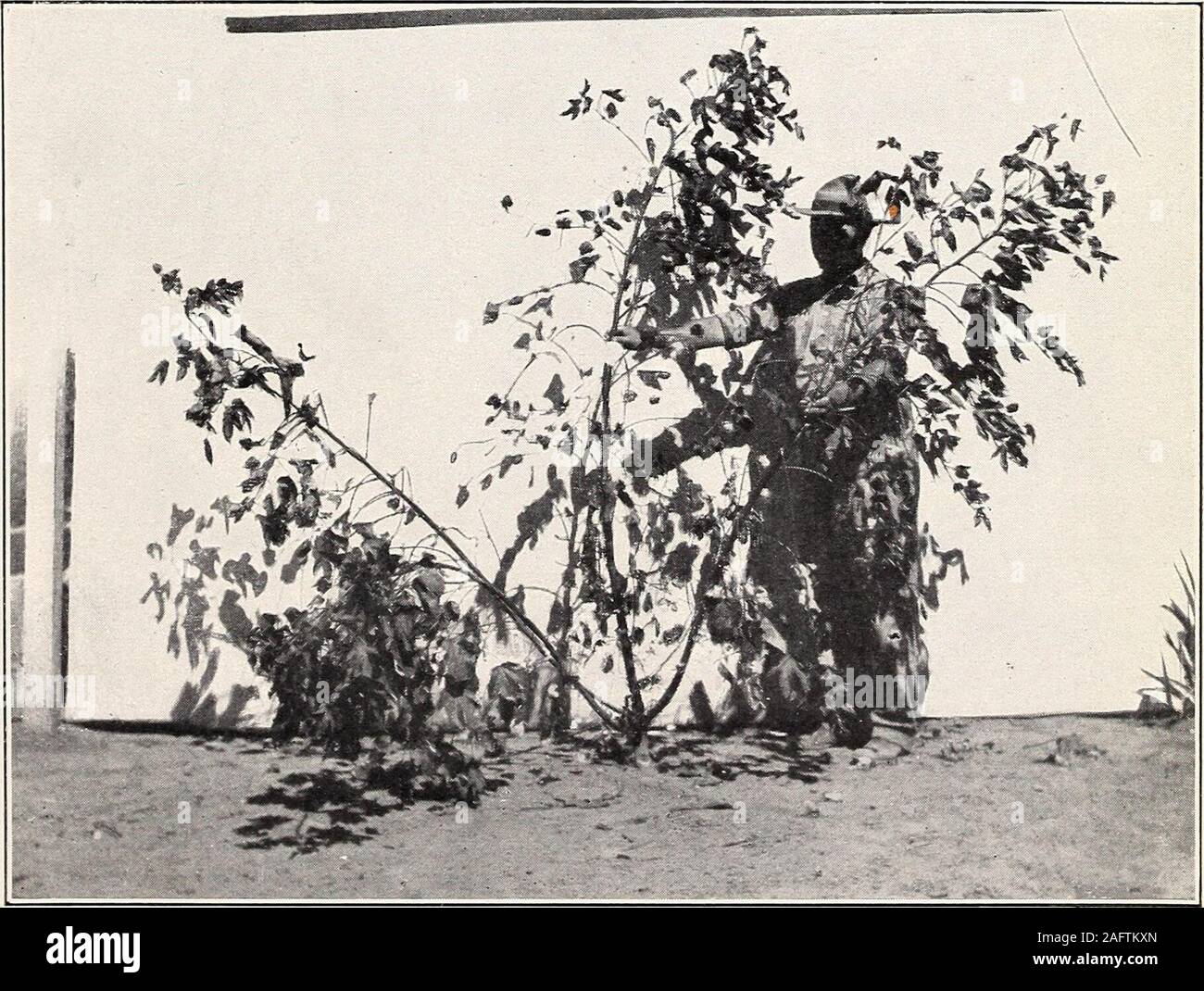 . Uno studio della diversità in cotone egiziano. Fig. 1-moderatamente stabilimento produttivo di cotone egiziano, con BothVegetative e la fruttificazione rami ben sviluppato. Fig. 2.-molto produttiva in cotone egiziano, vegetali con abbondante fruttificazione rami. Bui. 156, Ufficio di presidenza di impiantistica industriale, U. S. Dipartimento di Agricoltura. Piastra Foto Stock