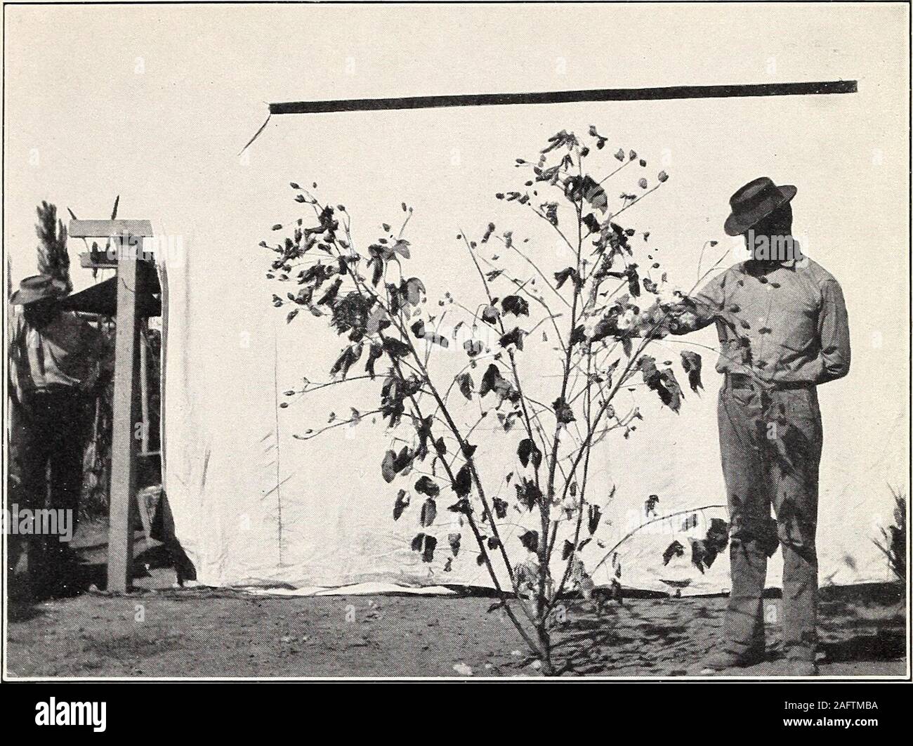 . Uno studio della diversità in cotone egiziano. Fig. 2-Impianto di tipo improduttivo di cotone egiziano, mostrando NumerousVegetative rami e molto piccoli rami fruttiferi. Bui. 156, Ufficio di presidenza di impiantistica industriale, U. S. Dipartimento di Agricoltura. Piastra II. Fig. 1-moderatamente stabilimento produttivo di cotone egiziano, con BothVegetative e la fruttificazione rami ben sviluppato. Foto Stock