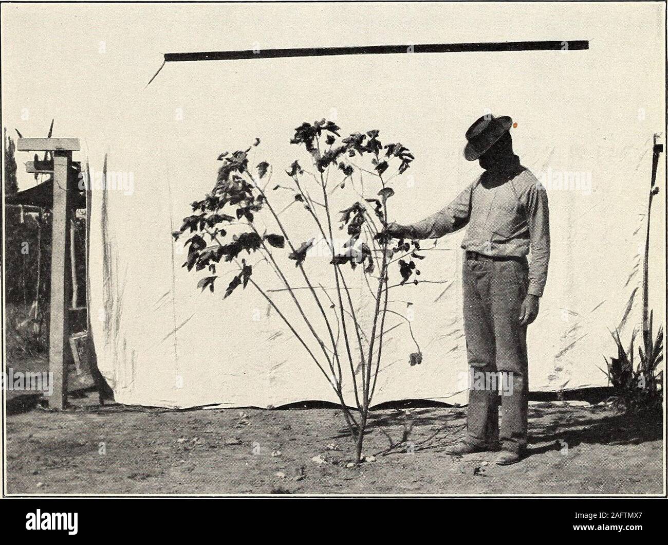 . Uno studio della diversità in cotone egiziano. Fig. 1.-fertile pianta di cotone egiziano, che mostra una forte Stalkand centrale lungo rami fruttiferi.. Fig. 2-Impianto di tipo improduttivo di cotone egiziano, mostrando NumerousVegetative rami e molto piccoli rami fruttiferi. Bui. 156, Ufficio di presidenza di impiantistica industriale, U. S. Dipartimento di Agricoltura. Plate II Foto Stock