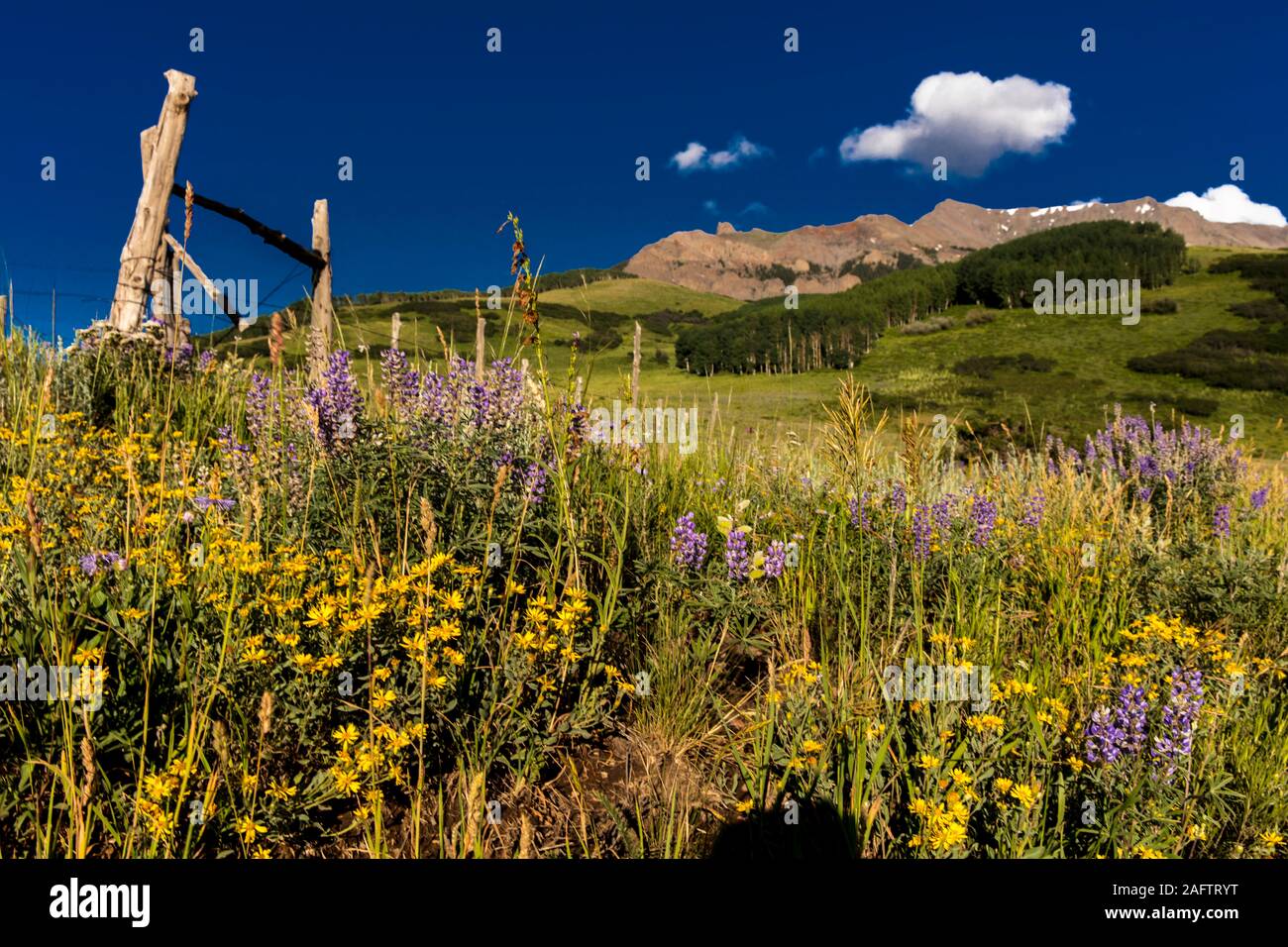 7/26/19 - HASTINGS MESA, COLORADO, Stati Uniti d'America - Scenic Beauty in primavera estate di fiori selvaggi e montagne, Hastings Mesa, Colorado vicino Ridgway Telluride Foto Stock