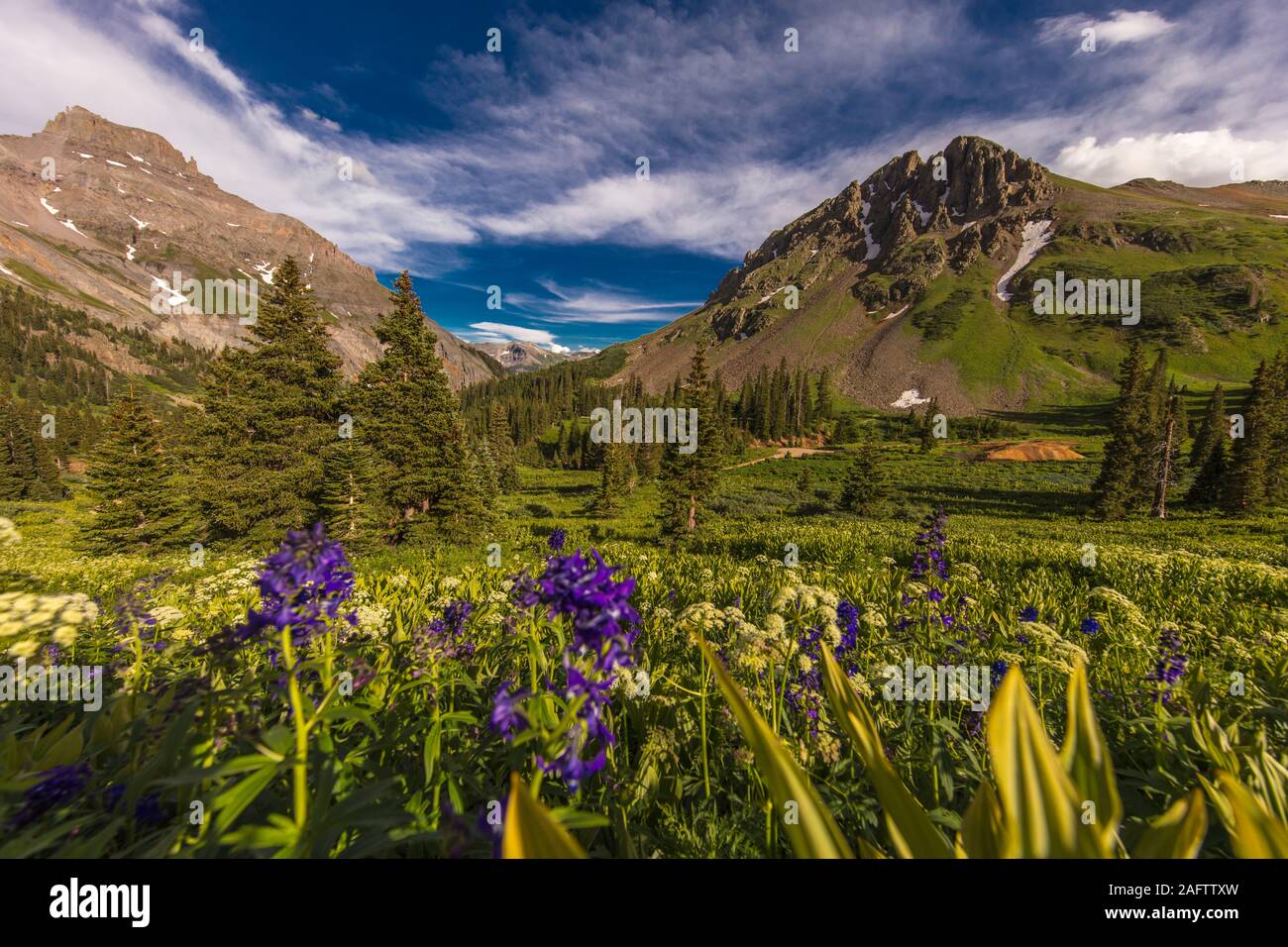 7/26/19 - OURAY COLORADO, Stati Uniti d'America - Scenic Beauty in primavera estate di fiori selvatici e montagne, Yankee Boy bacino, Ouray Colorado Foto Stock