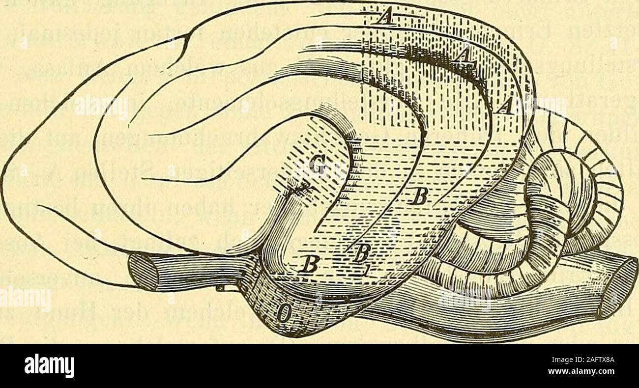 . Physiologische und klinische Untersuchungen über das Gehirn,: gesammelte Abhandlungen. .Luli 1879.) - 103 - warf, dass ihre Untersucliungsmethoden niclit beweiskräftig seien.Munk hat damals augegeben, dass der Ausfall auf der gleichseitigenNetzhaut immer genau den erhaltenen Stücken der ungleichseitigenNetzhaut entspräche und nie mehr als liöchstens ein Viertel der Retinaausmache. Goltz und Loeb hatten diesen Angaben lebhaften più ampia di spruch, auf den ich werde zurückkommen, entgegengesetzt. Für jetzthabe ich nur, mit Bezug auf die Sehstörung des gleichnamigen Augeszu bemerken, dass sie in viele Foto Stock