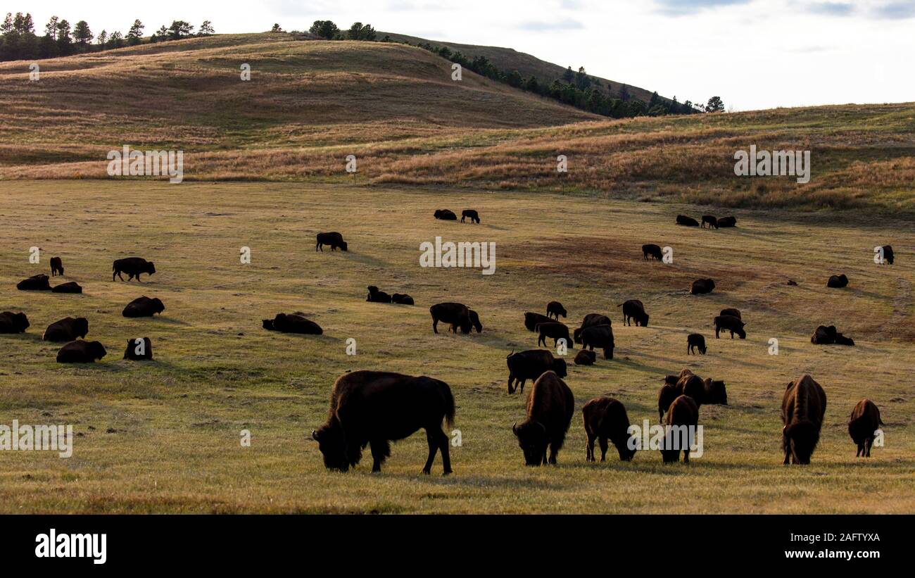 Settembre 24, 2019, Custer State Park, Sud Dakota - Amerian Bison noto come Buffalo Foto Stock