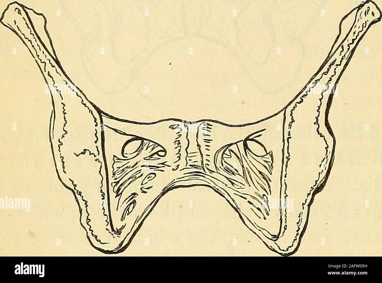. Ostetricia: la scienza e la tecnica. 40 IL BACINO.. bacino in una maggiore uno sopra e una minore a quella riportata di seguito, per esso è evi-dent che la porzione inferiore del disegno rappresenta una forma o acavity molto diversa dalla ampia e la porzione espansa al di sopra di.Fig. 3 mostra il segmento anteriore di questo stesso diviso il bacino ed ex-hibits la forma della parete anteriore interna del vero o bacino inferiore.Se i due segmenti devono essere riaggiustato, essi riprodurrebbe thepelvis di Fig. 1. Queste due figure dovrebbero invitare lo studente asto il canale reale del bacino e mostrargli che in caso di eventuali difficoltà dovrebbe Foto Stock