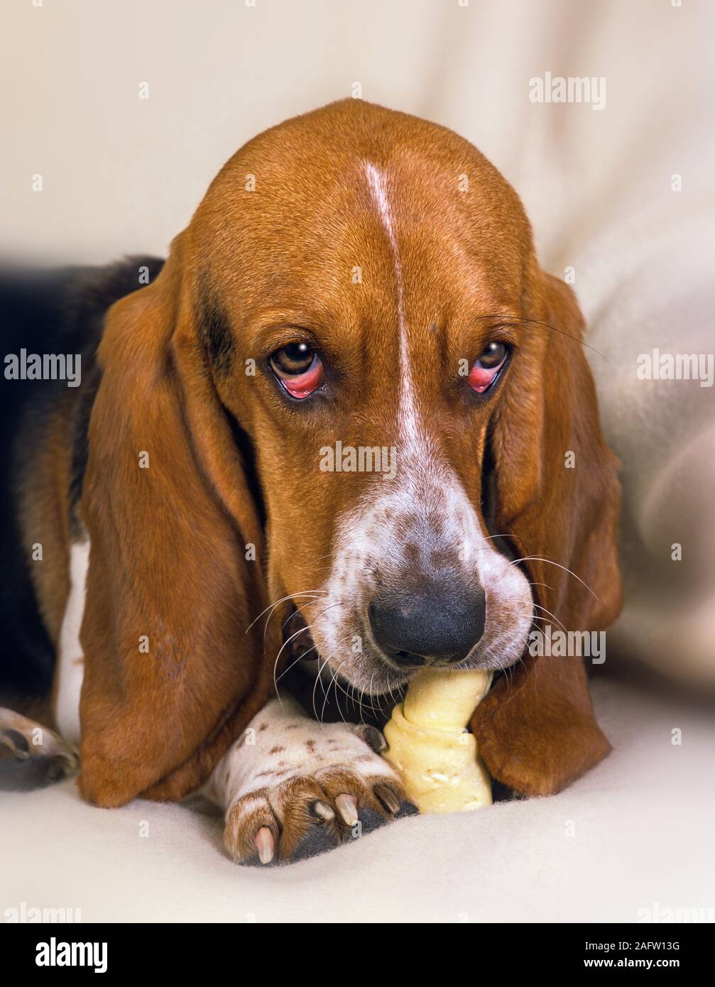 Ritratto di Basset Hound in ambiente domestico Foto Stock