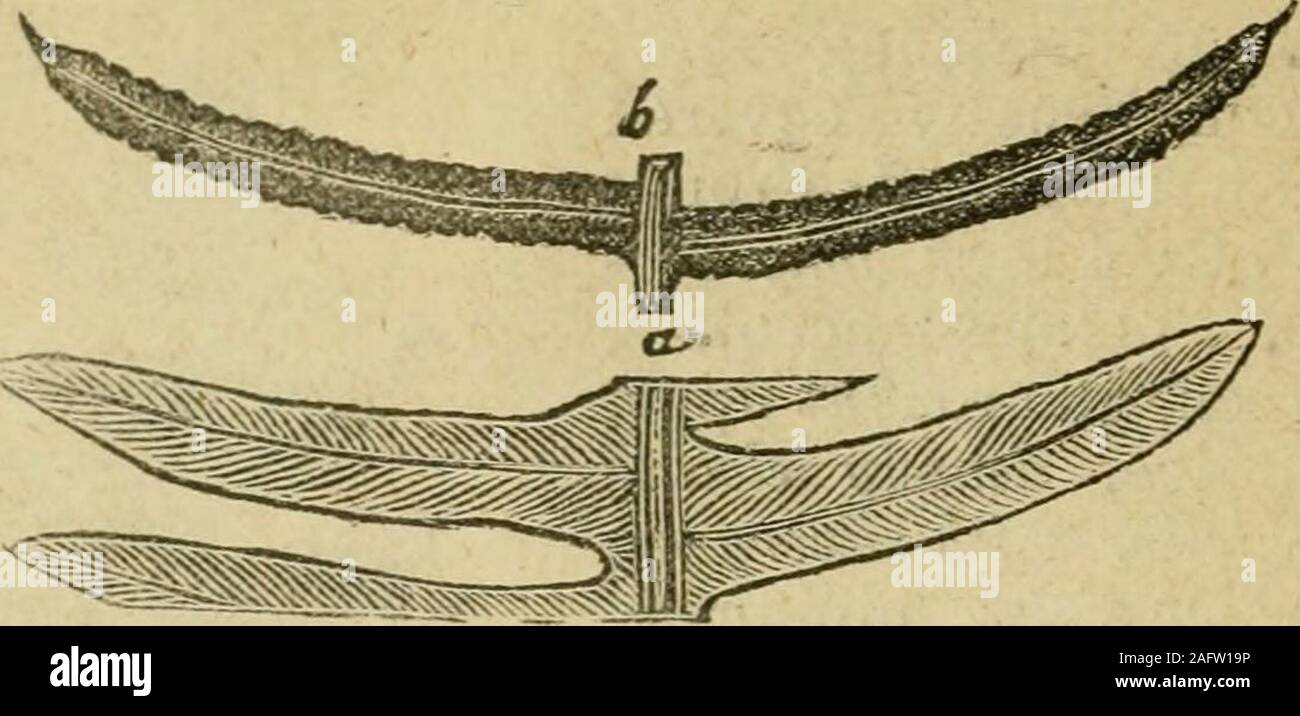 . Flora della Siria e Palestina, e il Sinai : dal toro a Ras Muhammas e dal mar Mediterraneo al deserto siriano. 1)08 FILICKS (Famiglia FEEN.) il Mosè di nervi. ludusiumarising da vicino marginof pinna, frontiera interna gratuita.Le Fronde pinnate; stipe con-tinuous con root-stock. B. Spicaiit, L. U fronde, tufted .o .0alta, jDinnate, di twokinds; sterili con shortstipes allungate, foglie lanceolate,rastremantesi procedendo verso la base andapex, pinnae intero, oblunga fi". 430.. (A) Pinnas di sterile frond otBlechnum Spicant. (B)Pinnaj di fertile frond, dopo il marginale hasbeen indusium rollback. lanceolate, Foto Stock