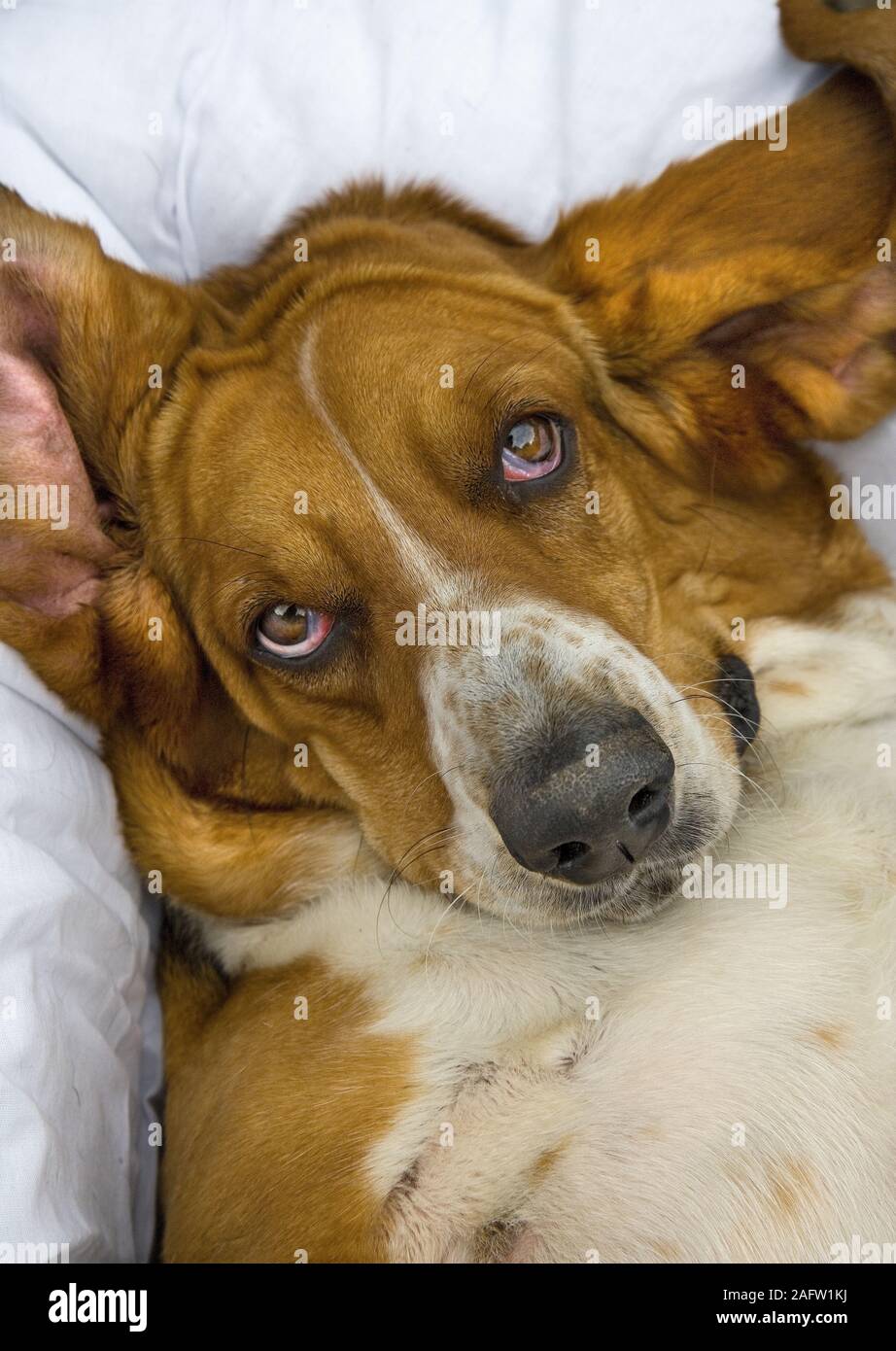 Ritratto di Basset Hound in ambiente domestico Foto Stock