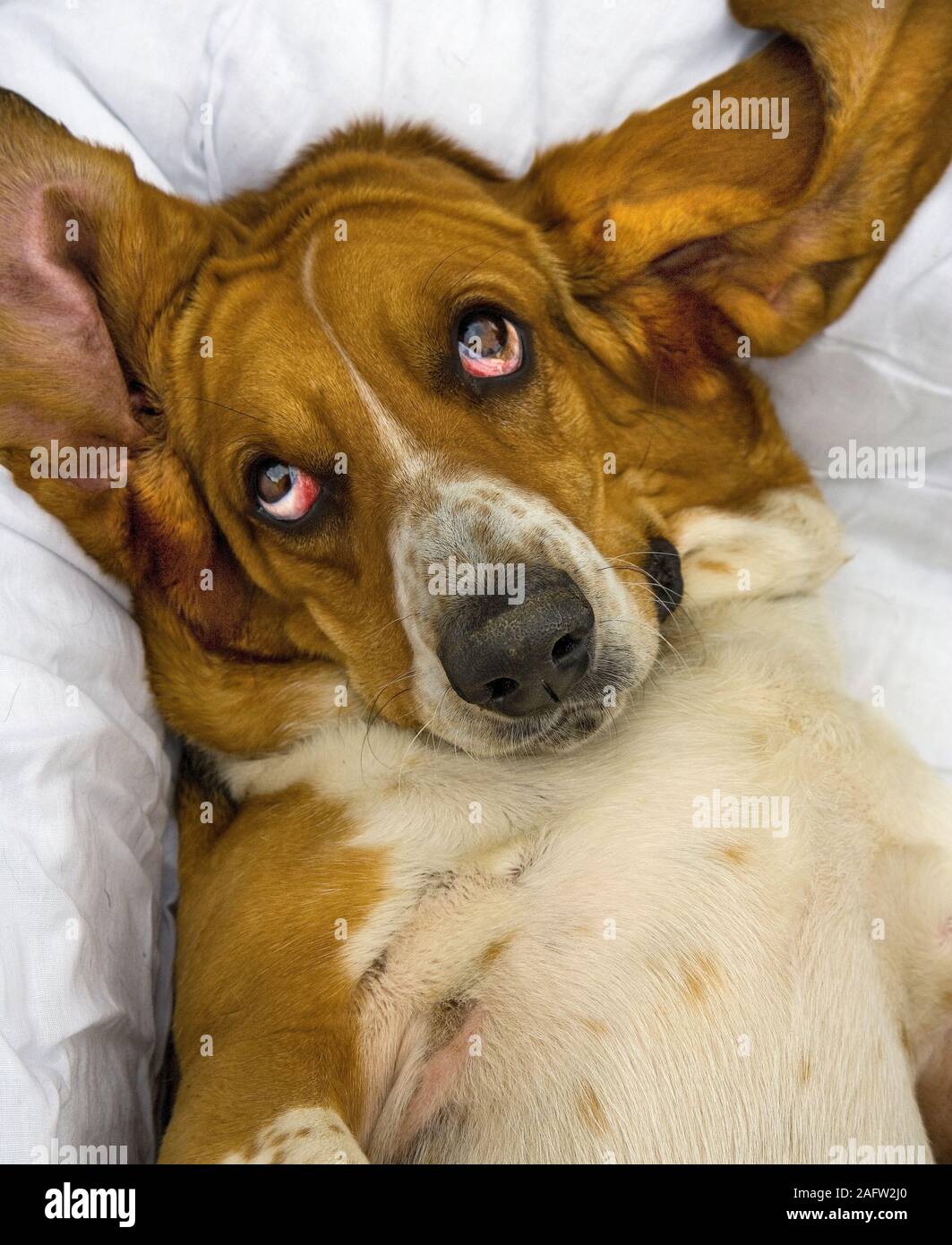 Ritratto di Basset Hound in ambiente domestico Foto Stock