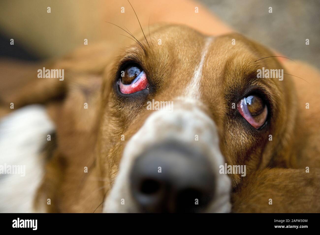 Ritratto di Basset Hound in ambiente domestico Foto Stock