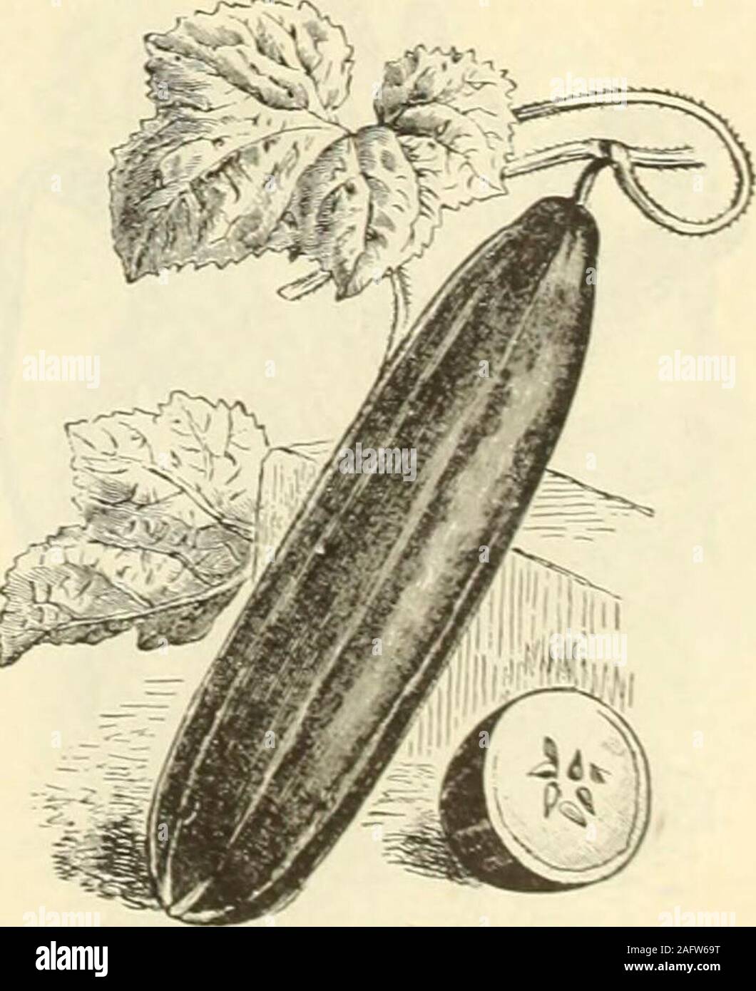 . Henderson all'ingrosso catalogo. : Semi, attrezzi, fertilizzanti, insetticidi &c. per giardinieri di mercato e i camionisti. EXTRA crescione arricciata.. TCUMBER. La colonna vertebrale bianca. Superior Hendersons semi producono il premio=vincitori altri ottenere più prseedsmen ? Tes cm verdure sollevate dai tuoi semi di Miss M. J. dolce. West Broome. Prov da quelle ofQuebec 38 PETER HENDERSON & Co., New York.-catalogo all'ingrosso. Foto Stock
