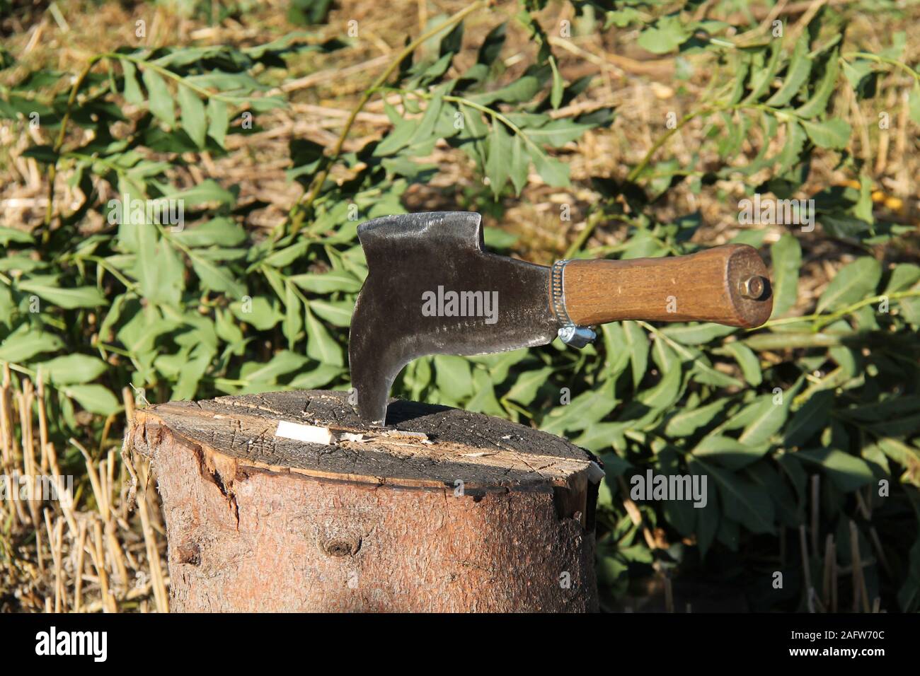 Un metallo Hatchet ax per il taglio di sottobosco e siepi. Foto Stock