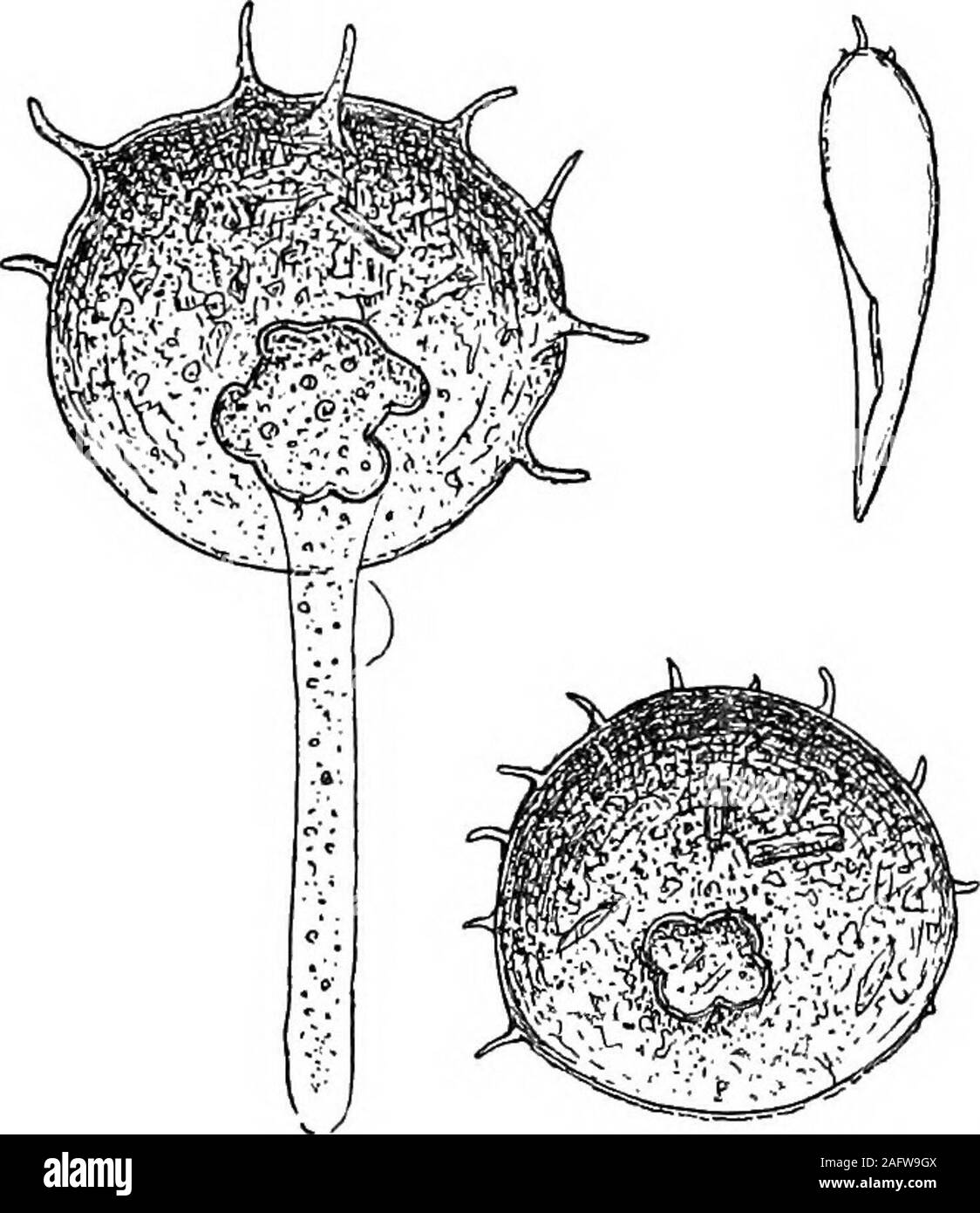 . Il Britannico Rhizopoda acqua dolce e Heliozoa. tly in dimensioni. Ovest (in Journ.Linn. Soc., ZooL, vol. xxviii) record privati fromAthry Lough, W. Irlanda, misurazione 450 ^ senzala spine. La trasparente chitinous sometimesexhibits prova un cancellated o punctated affiorante. SomeTerrington Oarr esempi sono stati trovati dalla sameauthor ad essere di un colore giallo pallido e minutelyscrobiculate. Il scrobiculations erano irregularlydisposed, essendo sparsi più o meno in gruppi,e tra di loro sono stati molto numerosi smallerpunctulations. CENTEOPYXIS ACDLEATA. 135 Var. spinosa var. nov. Piastra (XVI, fig. Foto Stock