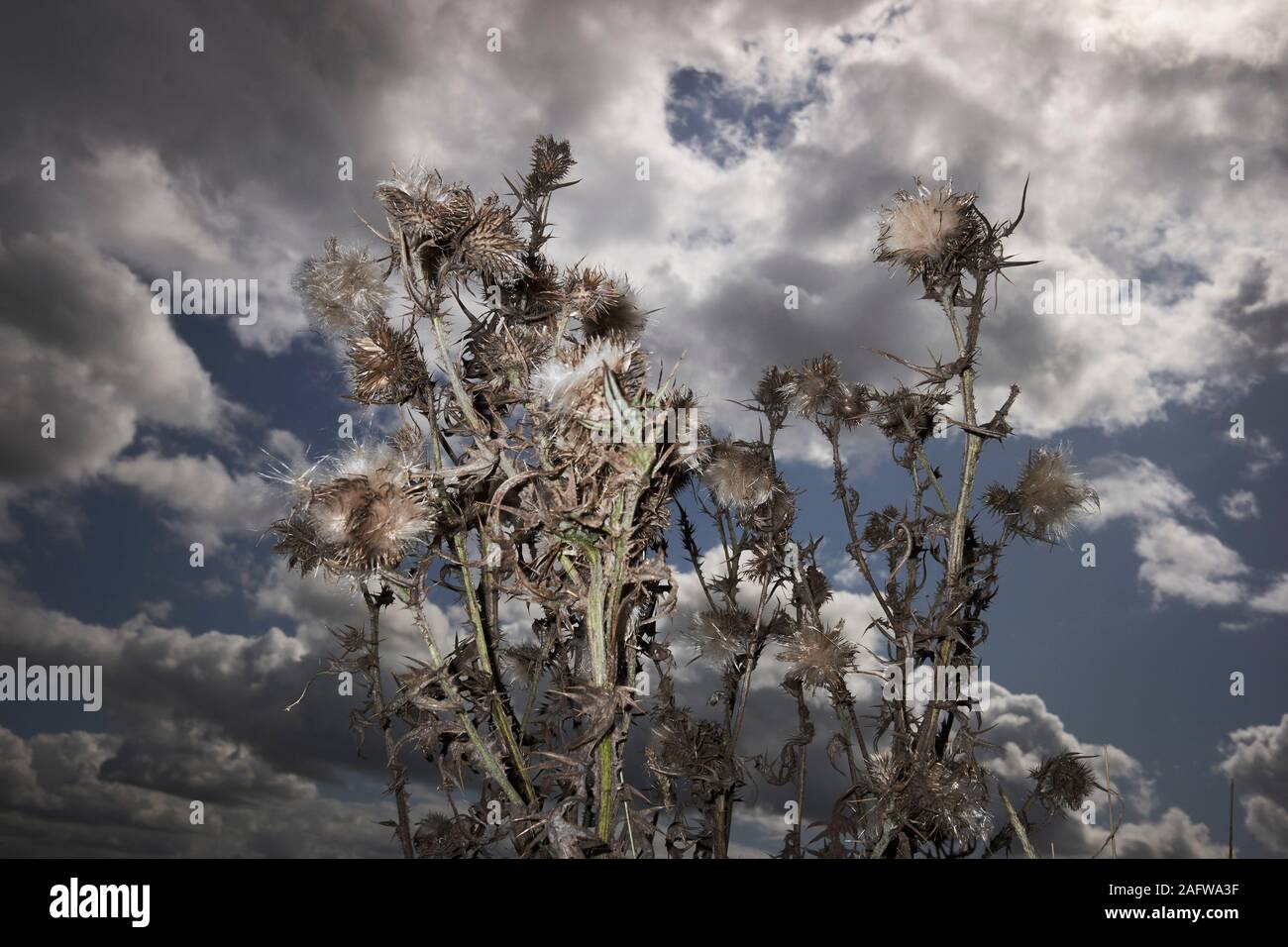 Rami spinosi contro il cielo nuvoloso Foto Stock