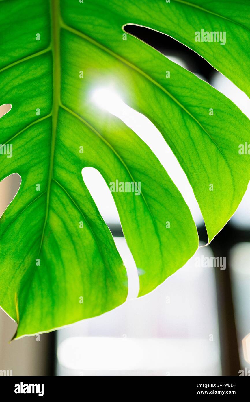 Close up verde vibrante di piante tropicali leaf Foto Stock