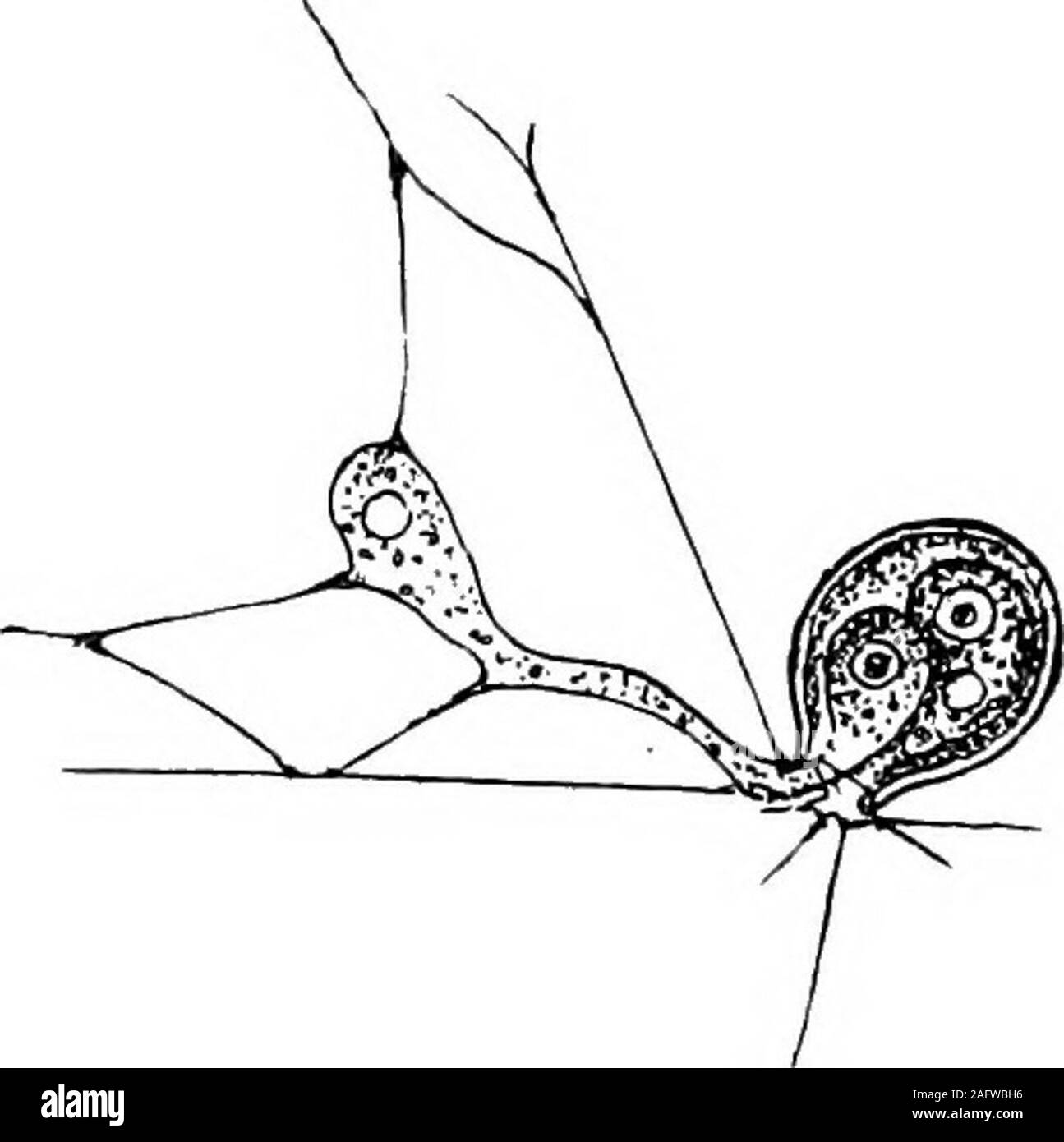 . Il Britannico Rhizopoda acqua dolce e Heliozoa. Fig. 12.-fasi di riproduzione (divisione all interno del test) ofMicrogromia socialis (aiter Archer), x 500. Le persone sono costantemente essendo formata in molti, pro-baljlyall,dell'Rhizopoda sgusciate,come theresult della perfectfission, una metà del nucleo suddiviso sempre andando finoal cellula figlia. In alcune specie testaceous completa takesplace divisione all'interno della shell. La figlia di singoli, pelliccia-nished con il nucleo e il vacuolo contrattile, migratesin il amceboid stato, secerne un guscio per sé, andmay o seguire una esistenza indipendente o Foto Stock