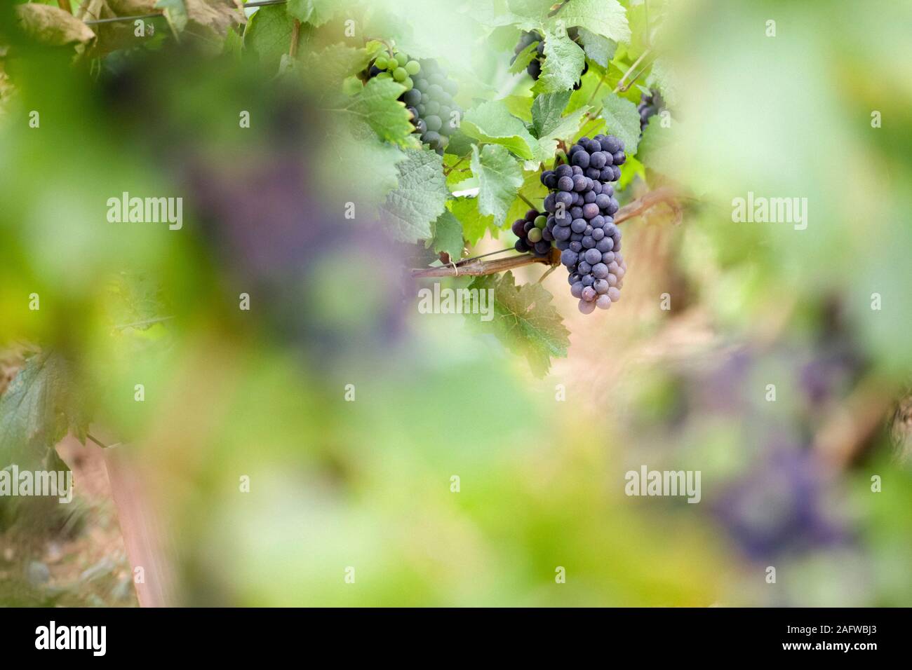 Le uve da vino in crescita in vigna Foto Stock