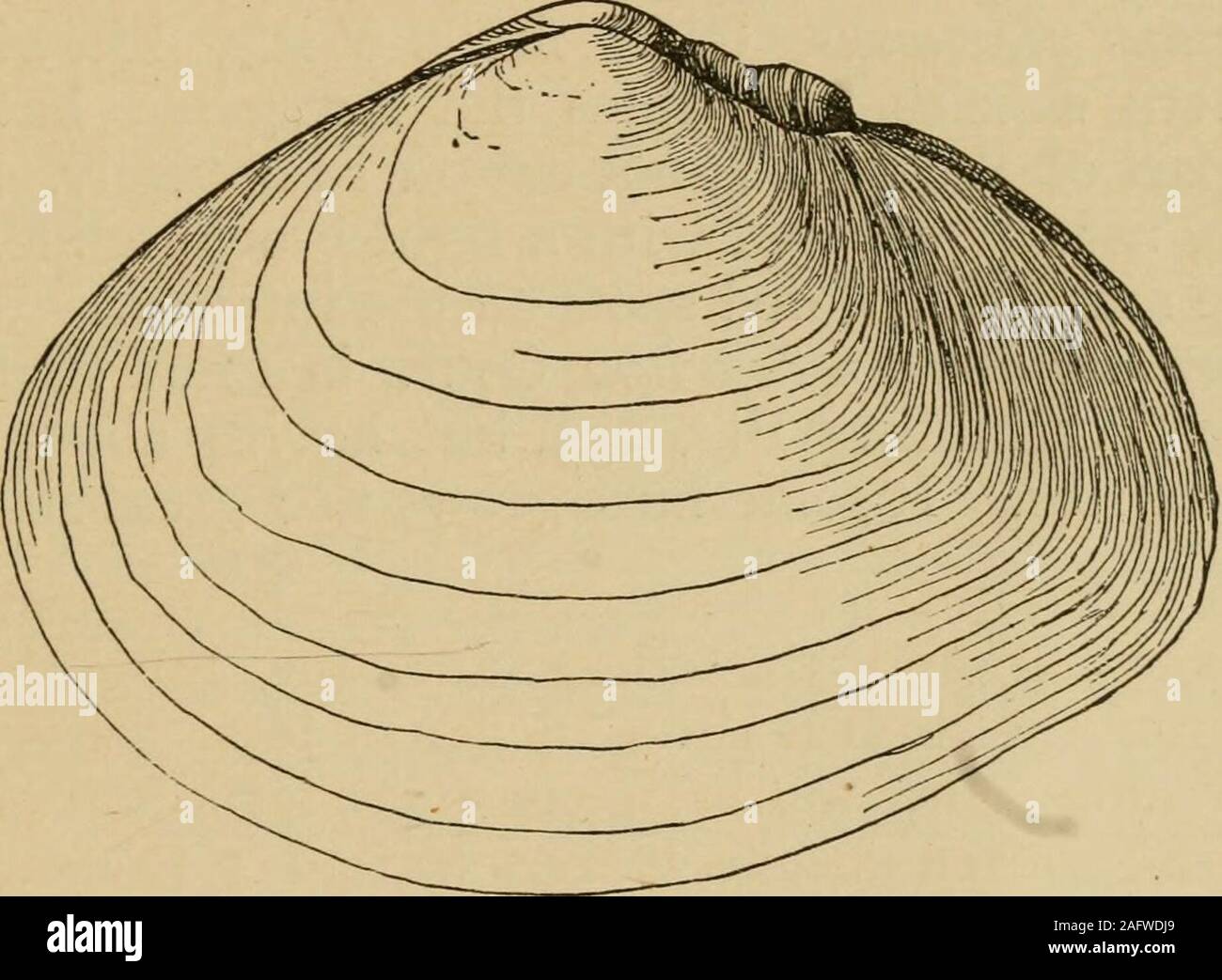 . West coast gusci. Una familiare descrizione del marine, acqua fresca e terra di molluschi di Stati Uniti, situata ad ovest delle montagne rocciose ... lembi e la cerniera. Thelength del guscio è tre pollici o meno. Si trova lungo la costa meridionale e come tutti di thefollowing dozzine di specie vive sepolto nella sabbia ormud e invia due tubi per l'acqua per il pur-pone di respirazione. Si tratta di uno dei nostri più beautifulshells. Semele rapium, Sby., ru-pi-um. Più piccolo, lesswrinkled; bianco, con una rosa area di cerniera. La sua lengthis un pollice o più. Da Isola di Santa Catalina. Semele pitlchra, Foto Stock
