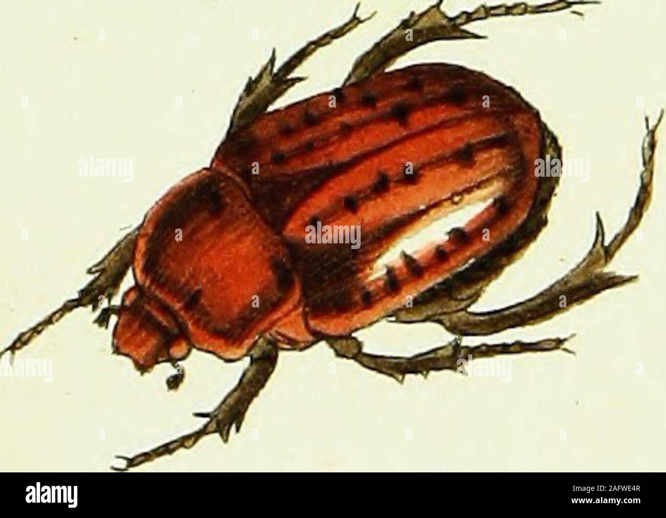 . Johann Euseb Voets Beschreibungen und Abbildungen hartschaaligter Insekten, Coleoptera Linn. Aus dem originale übersetzt Getreu, mit der in selbigem fehlenden Synonymie und beständigen Commentar versehen. l/ia. LJ7/^/-OTT^jccTU/: TAB III .^r-'. Foto Stock