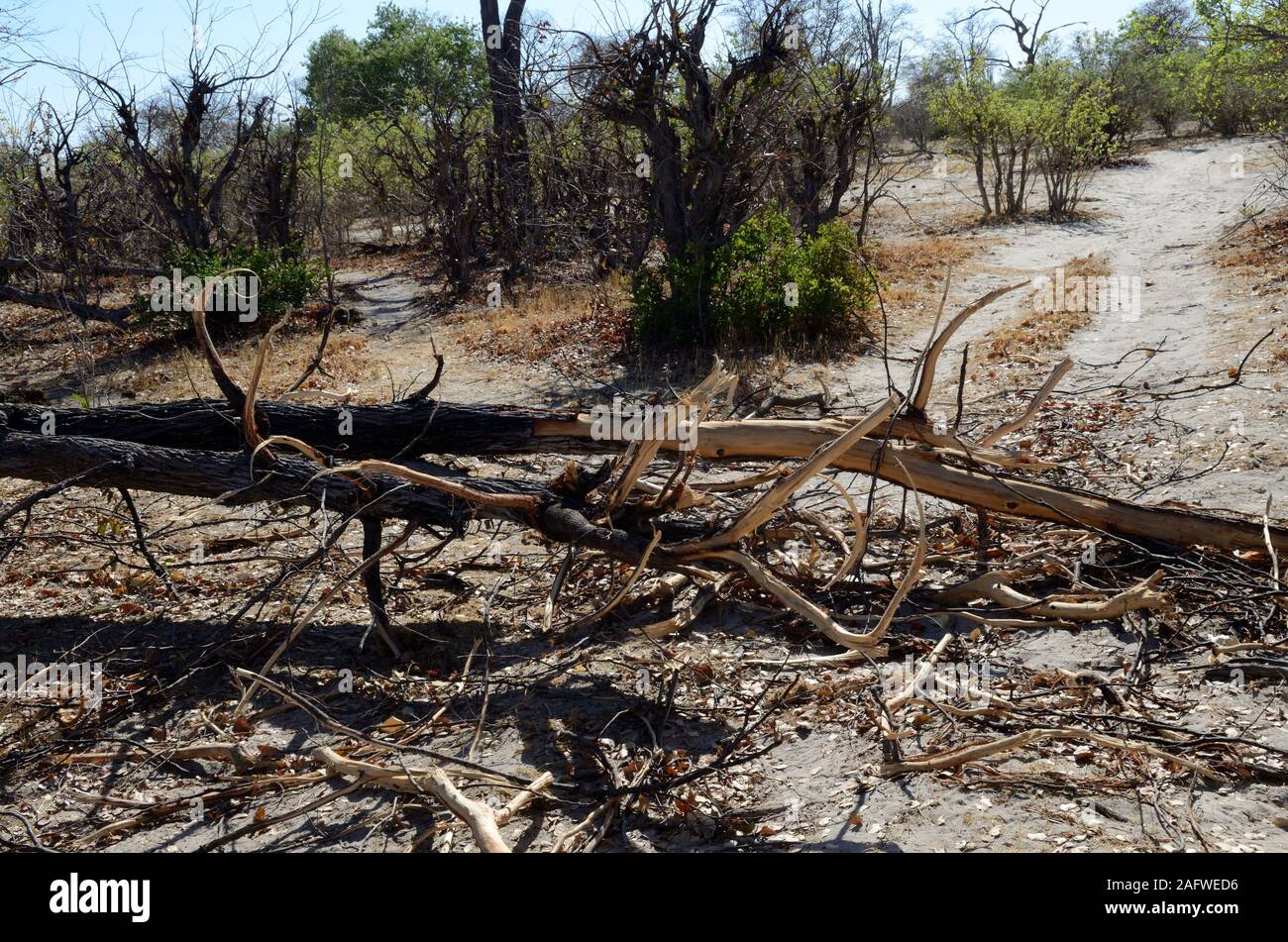 Danni al tree Moamai parco nazionale causato da elefanti Botswana Africa Foto Stock