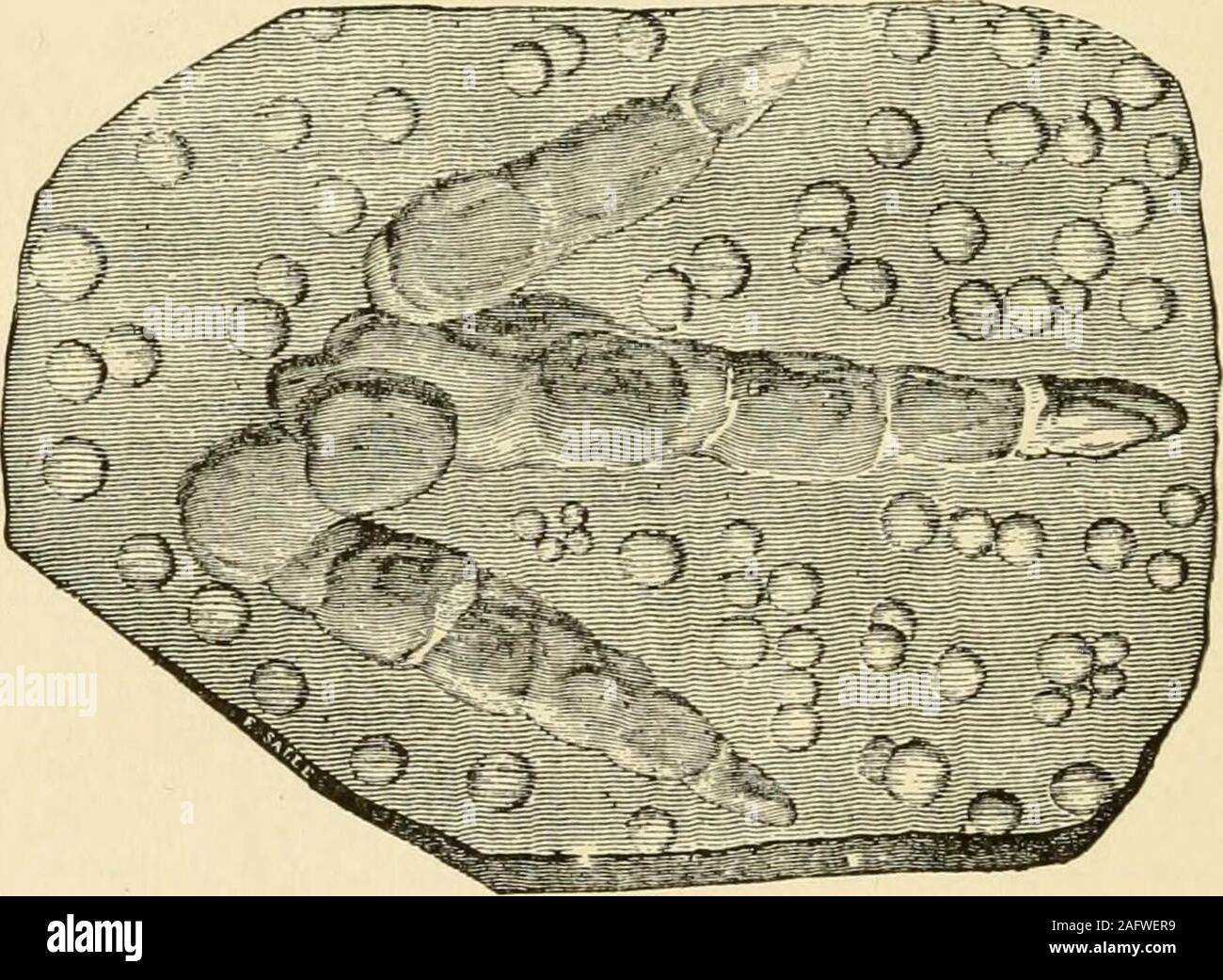 . La storia di Springfield nel Massachusetts, per i giovani; essendo inoltre in qualche parte della storia di altri paesi e le città della contea di Hampden. e presente Wilbraham, Blandford e othertowns dove le highlands rinchiuso nelle acque, la marea roseand cadde e i pesci del mare, forse gli squali, poteva nuotare fromEast Longmeadow a Holyoke e oltre, così alcuni geologiststhink. Altri credono che la valle affonda lentamente e wasoccupied a volte dai laghi poco profondi. In quei tempi la sabbia andmud venivano portati giù dal fiume Connecticut dal nord della montagna in un modo che sarà describedfurt Foto Stock