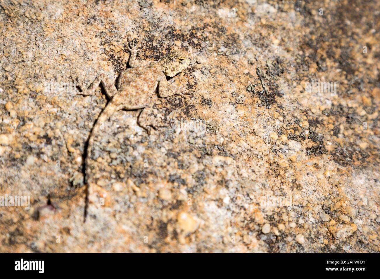 Un quasi invisibile lizard, mimetizzazione con la pietra la sua seduta su, Sud Africa Foto Stock