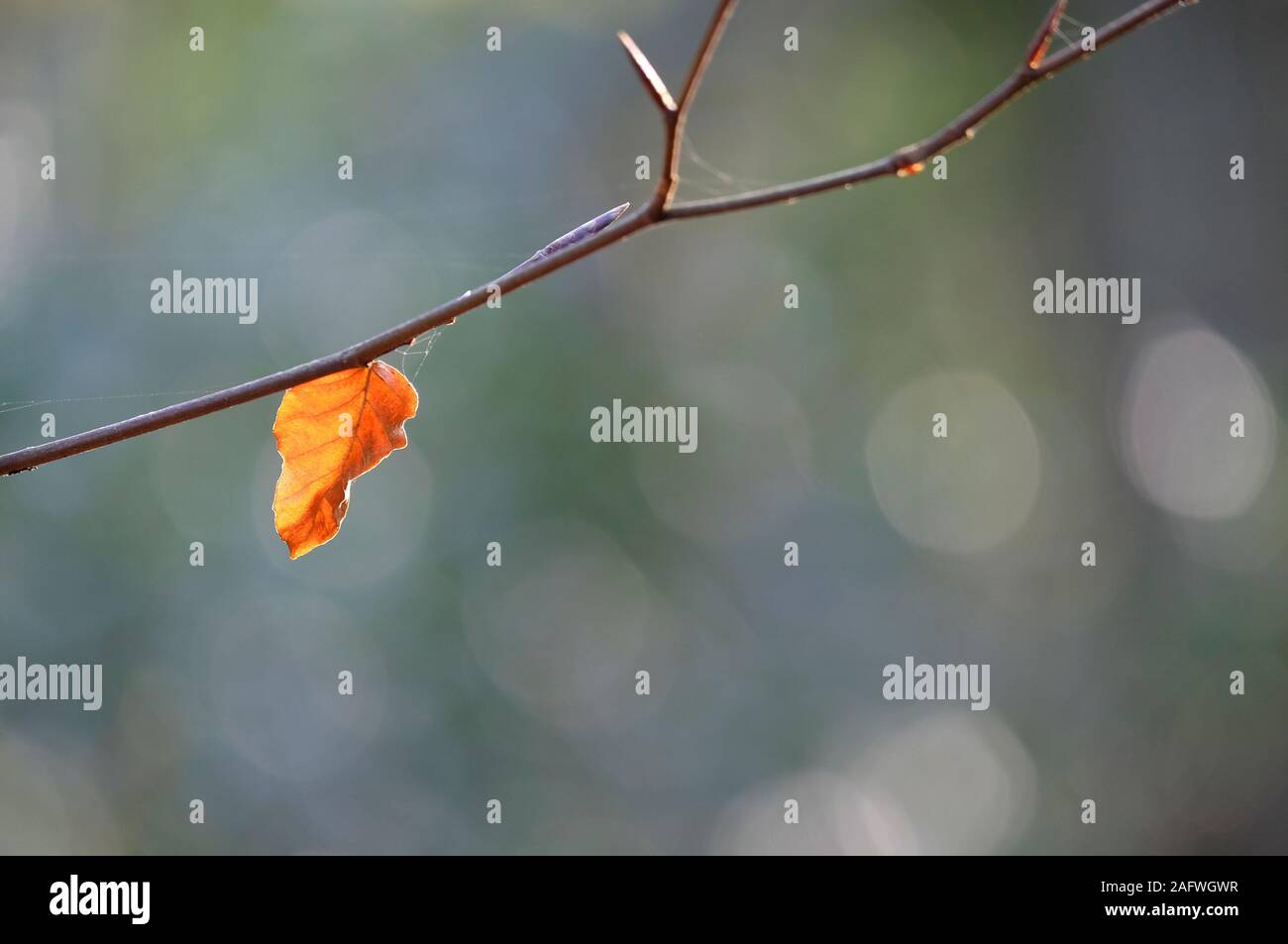 Autunno singola foglia sul ramo di albero, Norfolk, Inghilterra Foto Stock