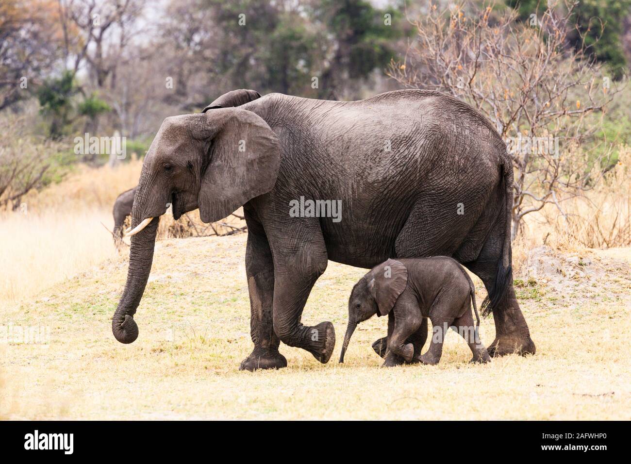 Elephant madre e simpatico bambino camminando insieme in savana, Moremi Game Reserve, Okavango delta, Botswana, Sud Africa, Africa Foto Stock