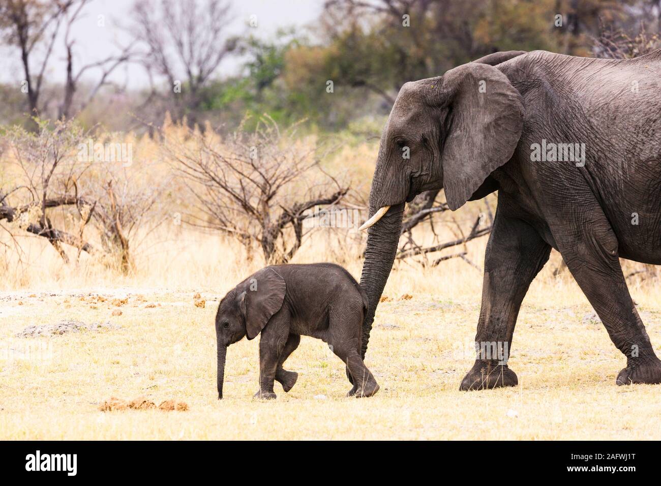 Elephant madre e simpatico bambino camminando insieme in savana, Moremi Game Reserve, Okavango delta, Botswana, Sud Africa, Africa Foto Stock