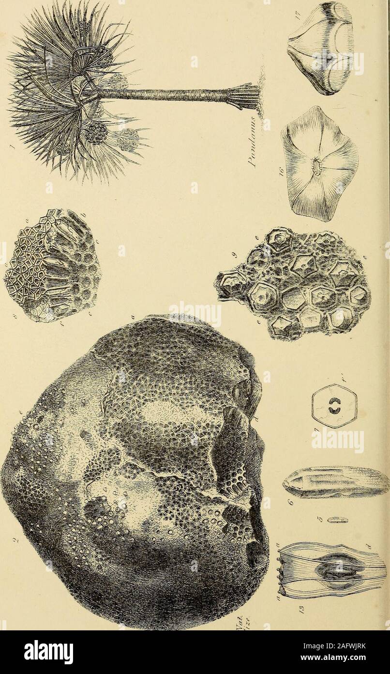 . Geologia e Mineralogia considerato con riferimento alla teologia naturale. Sezioni ingrandite di piccioli di recente e fossile Cycadecc.. Foto Stock