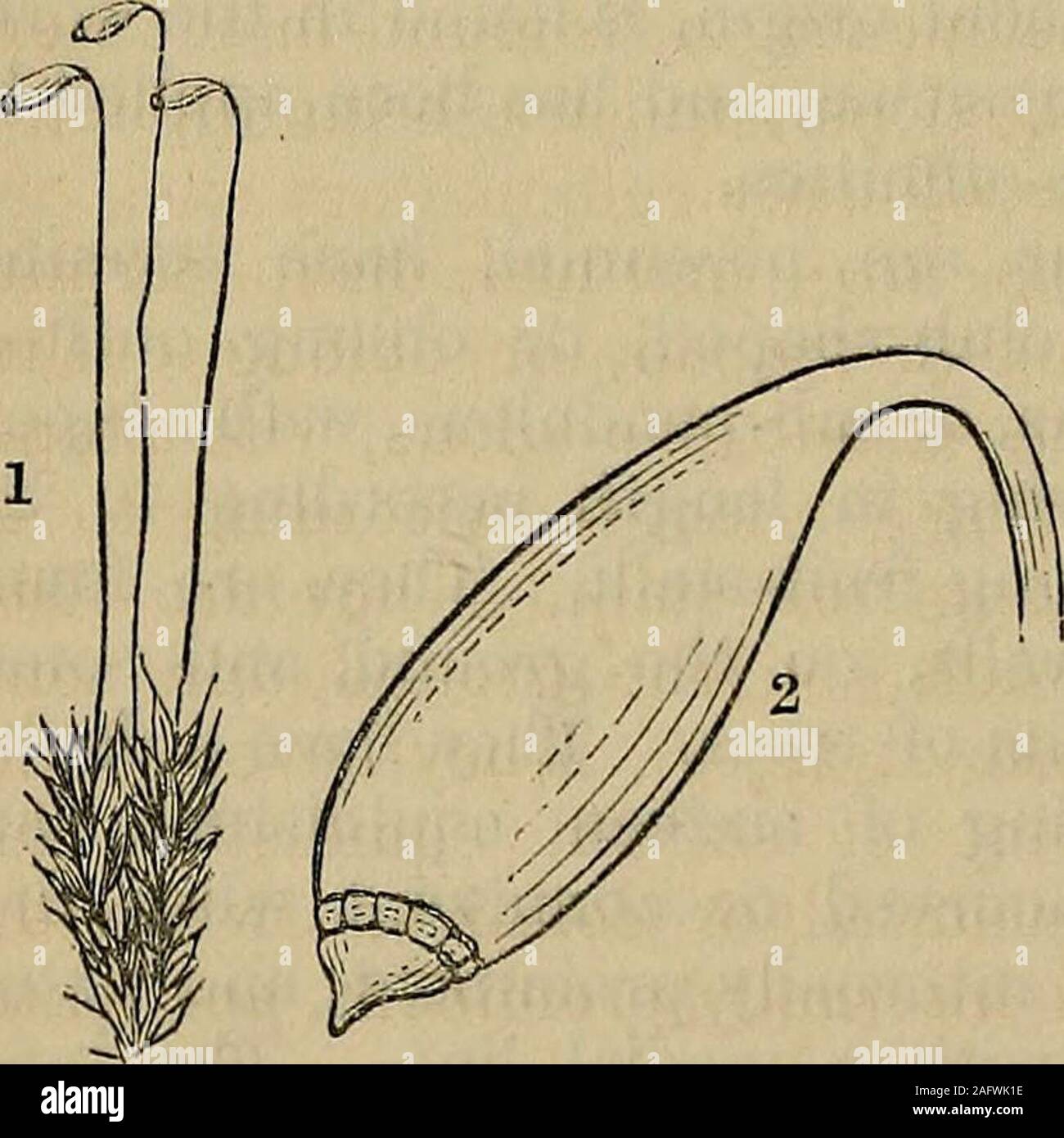 . L'osservatore intellettuale. o rimanere-ing sul più lungo in specie theallied. Bryum argenteum, o thesilvery thread-MOSS, è alsoan facilmente soddisfatta con specie.it frutti nel mese di ottobre e non-vember, e viene a casa quasi ovunque sulla terra, da thewaysides, sulle pareti o sui tetti delle case, compattando la sua fragile slenderand deriva da un quarto di pollice di un pollice lungo,in squisito bianco argenteo patch ; le foglie inferiori sparsi,ampiamente ovali e apiculate, quelli superiori ovali o ovali-lanceolate, tutti di loro molto concavi e, embricata mostlyapiculate, intero, non recurved nel Foto Stock