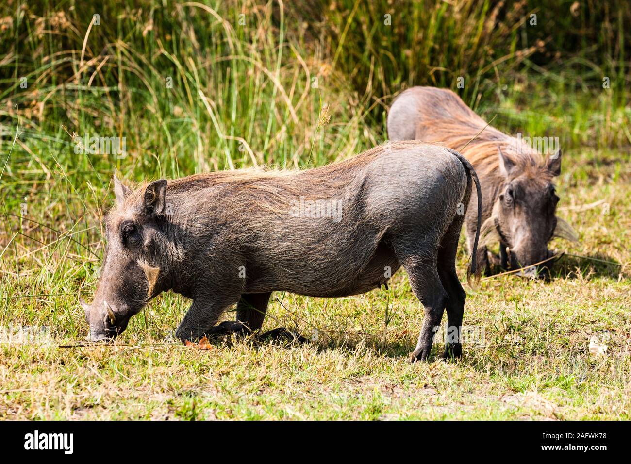 Warthog in ginocchio per mangiare accanto al fiume, Moremi Game Reserve, Okavango delta, Botswana, Sud Africa, Africa Foto Stock