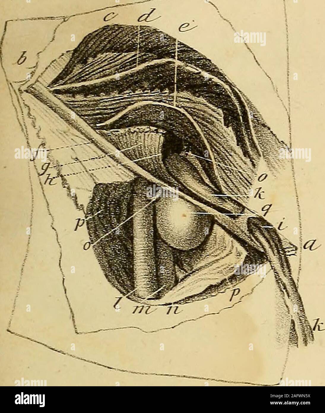 . L'anatomia e il trattamento chirurgico di ernia addominale. erniaria sac, che aveva la vescica muchdilated in appoggio su di esso. q. Fascia superficiale e quella dell'ernia intoone consolidato. r r. Erniaria sac. s. Omento aderente all'interno del sacco. Fig. 3. Un erniaria sac, parte entro la guaina e in parte nel solito situa-zione. a. Il peritoneo. b. Erniaria sac, entro la guaina crurale. c. Erniaria sac, che era fuoriuscita la guaina in modo usuale. d. Porzione di erniaria sac che ha attraversato le ernie crurali arteria e vena entro la guaina.Fiq. 4. Il dott. Barclays preparazione. a. Uno dei verteb lombare Foto Stock
