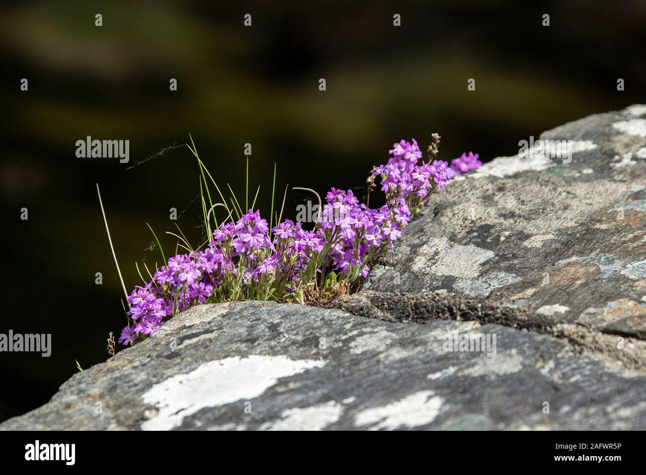 Fairy foxgloves (Erinus alpinu) cresce nelle crepe nella muratura in pietra dell'Atlantico o Clachan ponte sulla costa ovest della Scozia Foto Stock