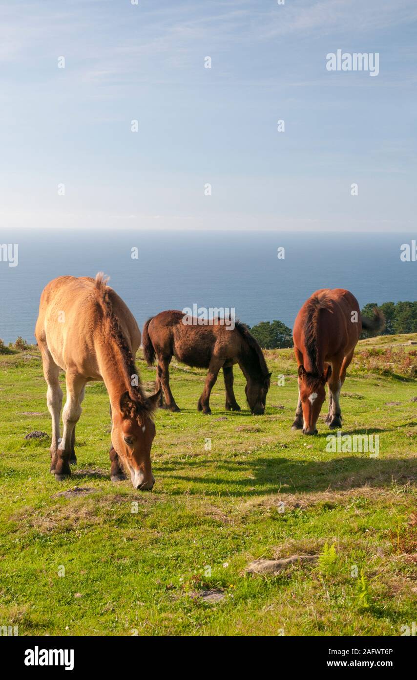 Oceano atlantico e wild pottoks pascolo su terreni adibiti a pascolo lungo GI-3440 road nel paese basco spagnolo, Spagna Foto Stock