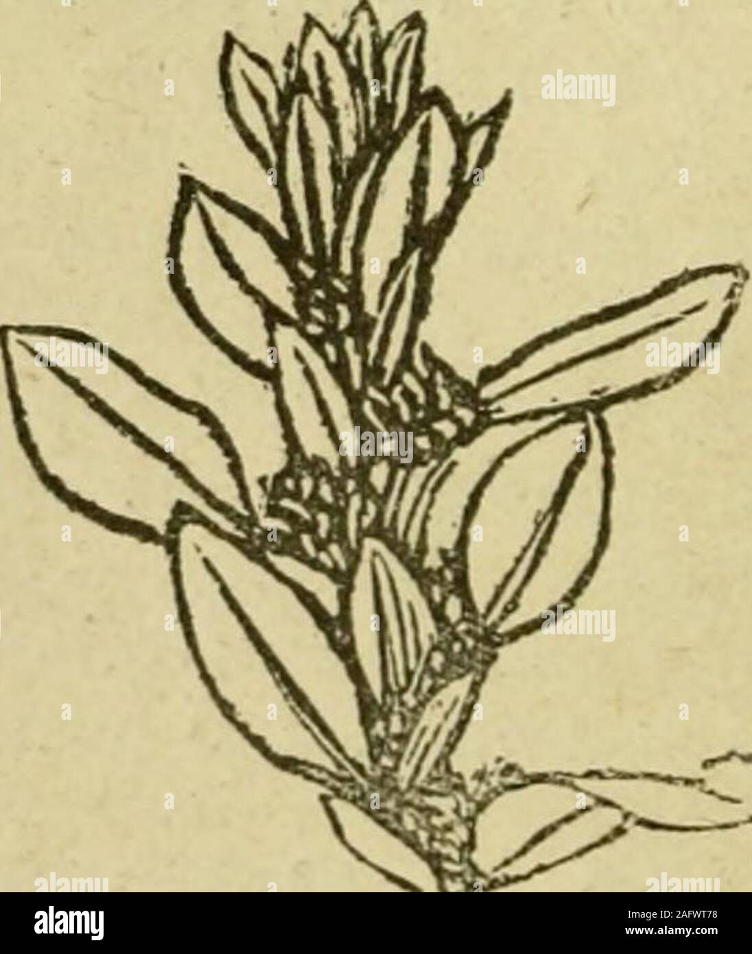 . Flora della Siria e Palestina, e il Sinai : dal toro a Ras Muhammas e dal mar Mediterraneo al deserto della Siria ed, molti-nerved alla superficie inferiore, thefloral minore flmcers. Fiori 3-4 insieme, icith lungo, articulatedpedicels, salver-sagomato, il tubo verde più di lobi bianco; akenes* * - Estate - Strade vicino AlejDpo. 16. P. alpestre, C. A. Mey. 2f ^^^^^^^.3 a .4, glabrous; root-stock più o lessthickened; gambi scal^^, prostrati, denselyleafy. Lascia piuttosto carnosi, oblunga toelliptical, .03 a .03 lungo, rastremazione ashort picciolo, corto-cuspidata o mucronate,witl Foto Stock