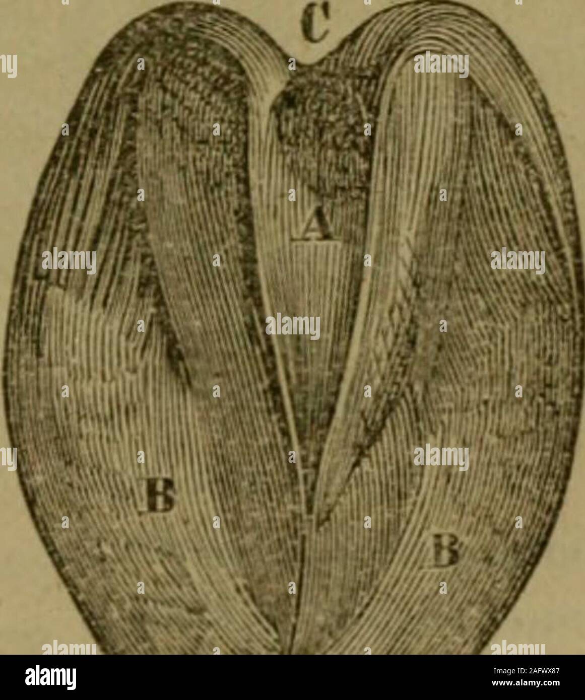 . De Witt completo di American maniscalco e medico di cavallo ... con copiose note dal miglior inglese e le autorità americane ... La fio. 2 - Vista frontale del TH •: FOOlWITH zoccolo HI.spostato. A. sostanza coronarica. B. lamince. Fig. 3.-tiik sotto la superficie del piede. A. ho lasciato di rana. ii. Suola.C. Fessura 1 tween h&LT; LA COMPLETA americano un maniscalco ispessita e prolungamento a bulbo, della pelle, chiamato la coron-ary legamento. Questo richiede il nome abetter, per non ha una partedell struttura legamentose in esso. Questo prolungamento della pelle isthickly fornito con vasi sanguigni. È quasi una maglia di b Foto Stock