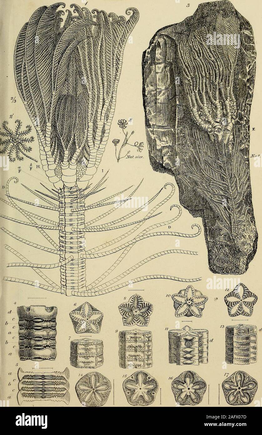 . Geologia e Mineralogia considerato con riferimento alla teologia naturale. Pentacrinites Briareus.Dal Lias a Lyme Regis. 1. Nat. dimensioni.-2. f. PU.. &Lt;&LT;/tc.s //err/- f/)i/// F IE W T A C RmiTES. .T.D.C.Sawi Swil tbi| Foto Stock