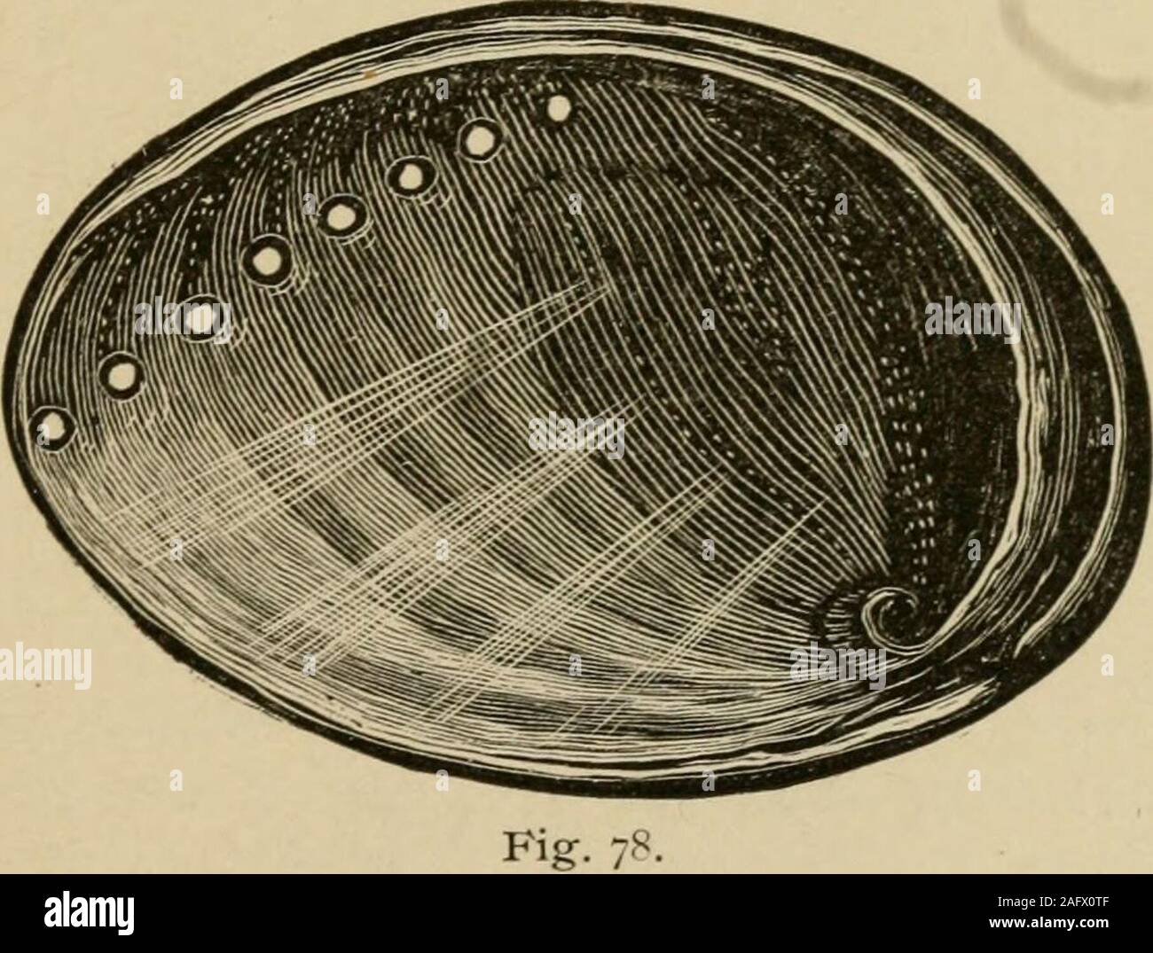 . West coast gusci. Una familiare descrizione del marine, acqua fresca e terra di molluschi di Stati Uniti, situata ad ovest delle montagne rocciose ... che è andato a istituire scuole per nazioni l'abalone nero. 93 bambini. Guscio di beata memoria ! Mi piacerebbe vedere di nuovo. Lo strato esterno del guscio progetti su thepearly strato interno, e rende il sottile bordo rosso pregiato somuch in perfetta esemplari. Retro issomewhat irruvidita, e viene ricoperta con vegeta-zione. I fori sono di grandi dimensioni, normalmente in numero di tre,e il muscolo impressione è prominente. Il shellsometimes cresce fino a una lunghezza di Foto Stock